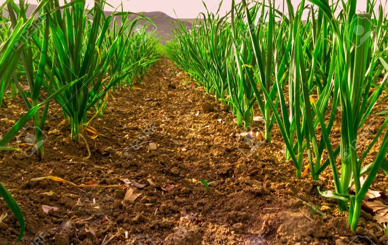Garlic crops ready for harvesting