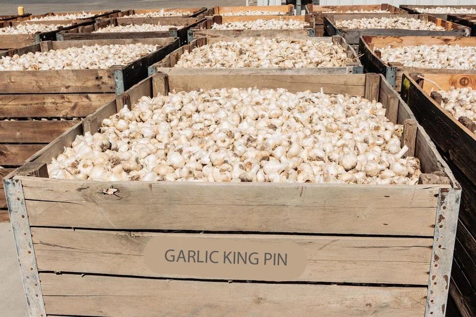 Crates of garlic