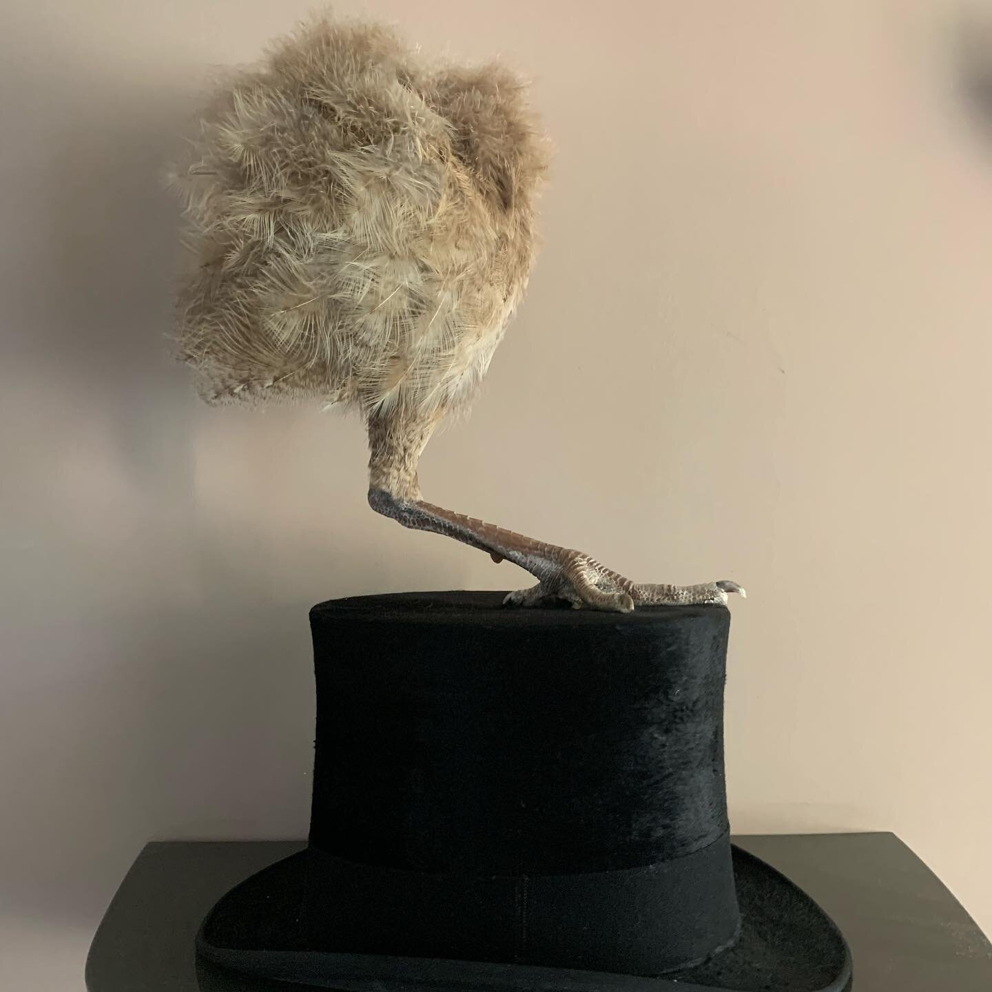 I&rsquo;m selling some stuff because of my shrunken workshop, so if you&rsquo;re interested please send me a dm. 

#taxidermy #taxidermist #taxidermyart #tophat #peacock #sale #opgezettedieren