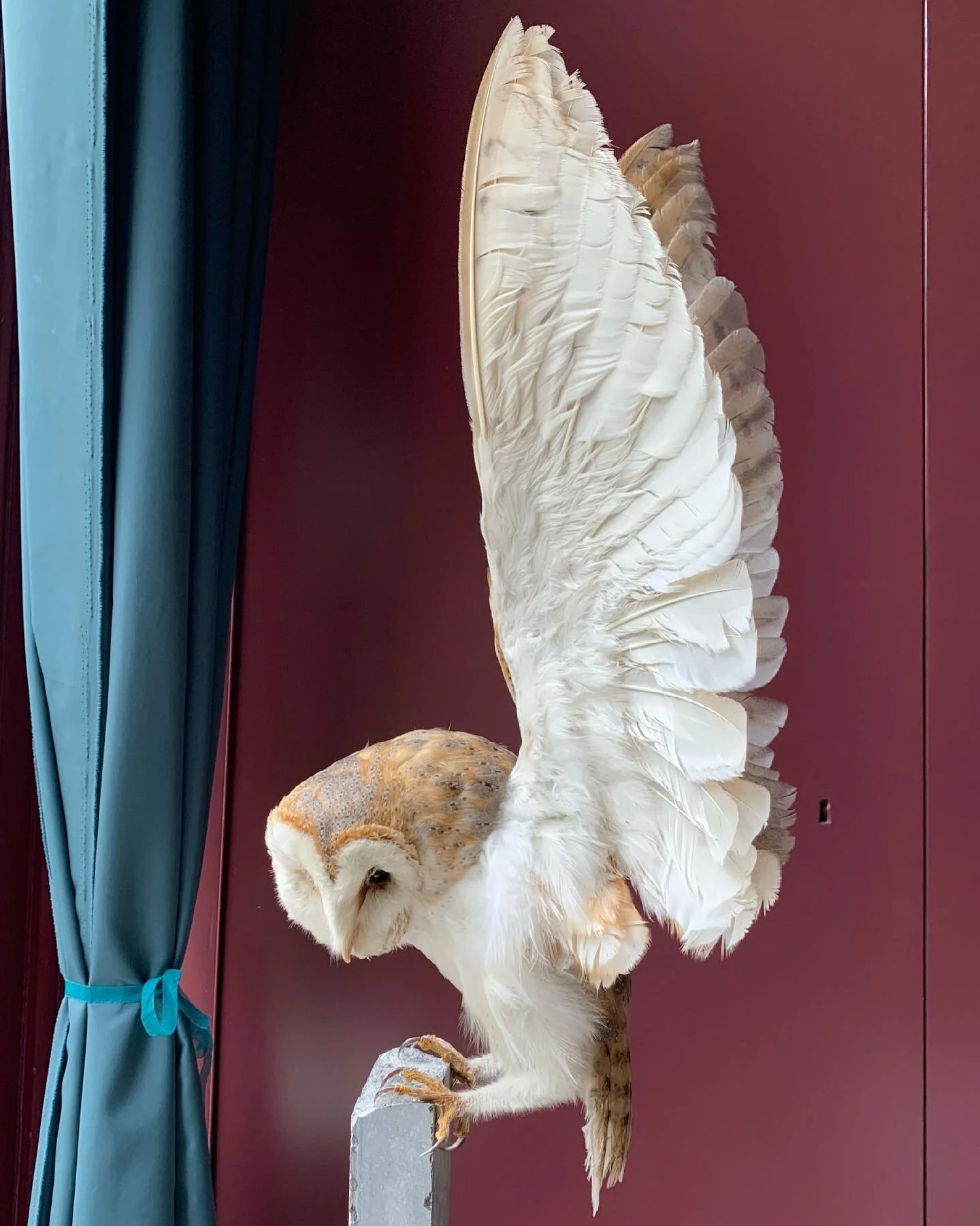 Finished this lovely small owl today.

#taxidermy #taxidermyart #taxidermie #opgezettedieren #owl #art #kunst #haarlem #wunderkammer