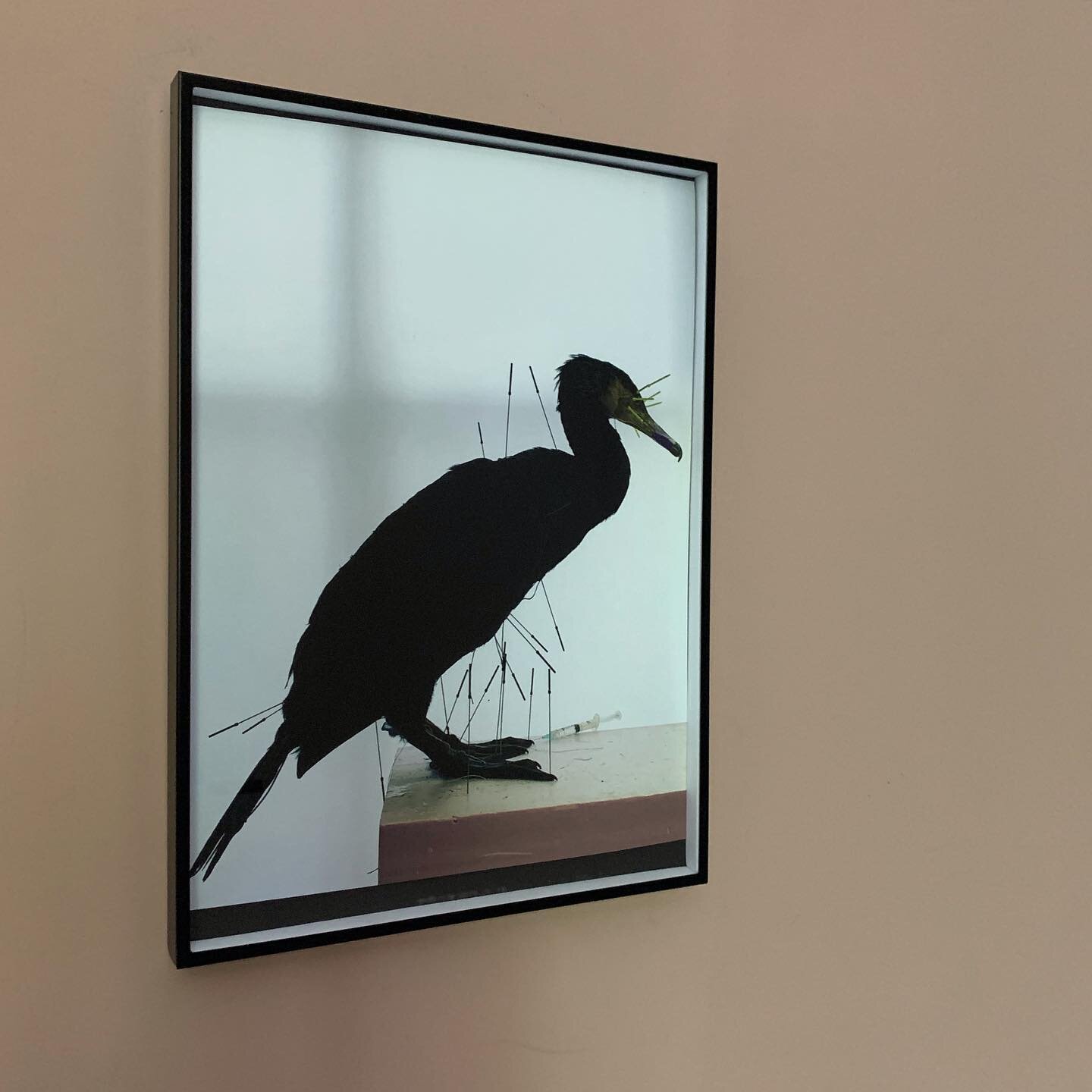 Photograph of a cormorant, the angle is a sideways to avoid the reflection in the glass.

A4
Hahnem&uuml;hle print
Framed

For sale

#photography #fotografie #aalscholver #cormorant #wallart #opgezettedieren #taxidermie #taxidermy #taxidermyart #wund