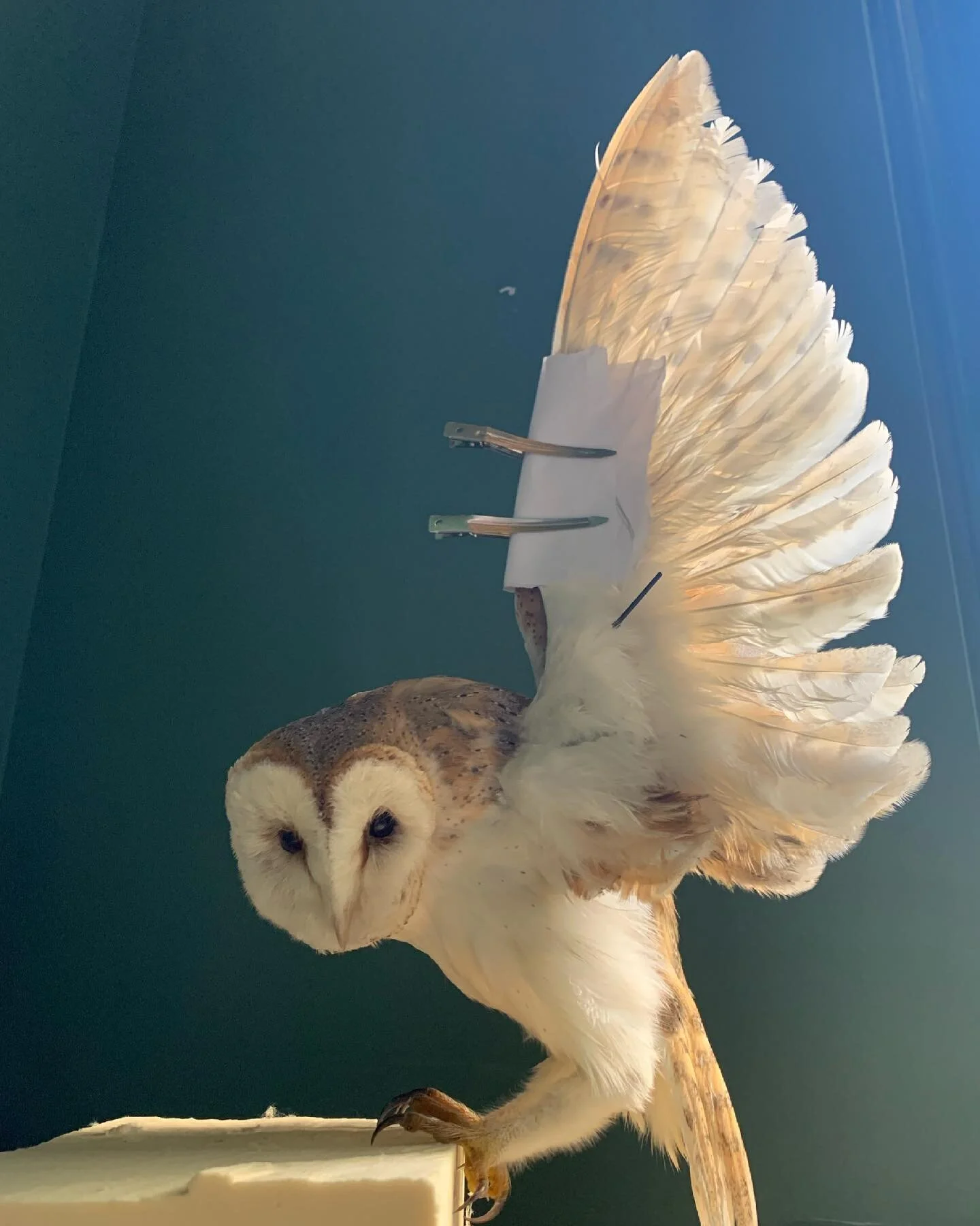 Finished this lovely owl today. 

#taxidermy #taxidermie #opgezettedieren #uil #owl #haarlem #flyaway