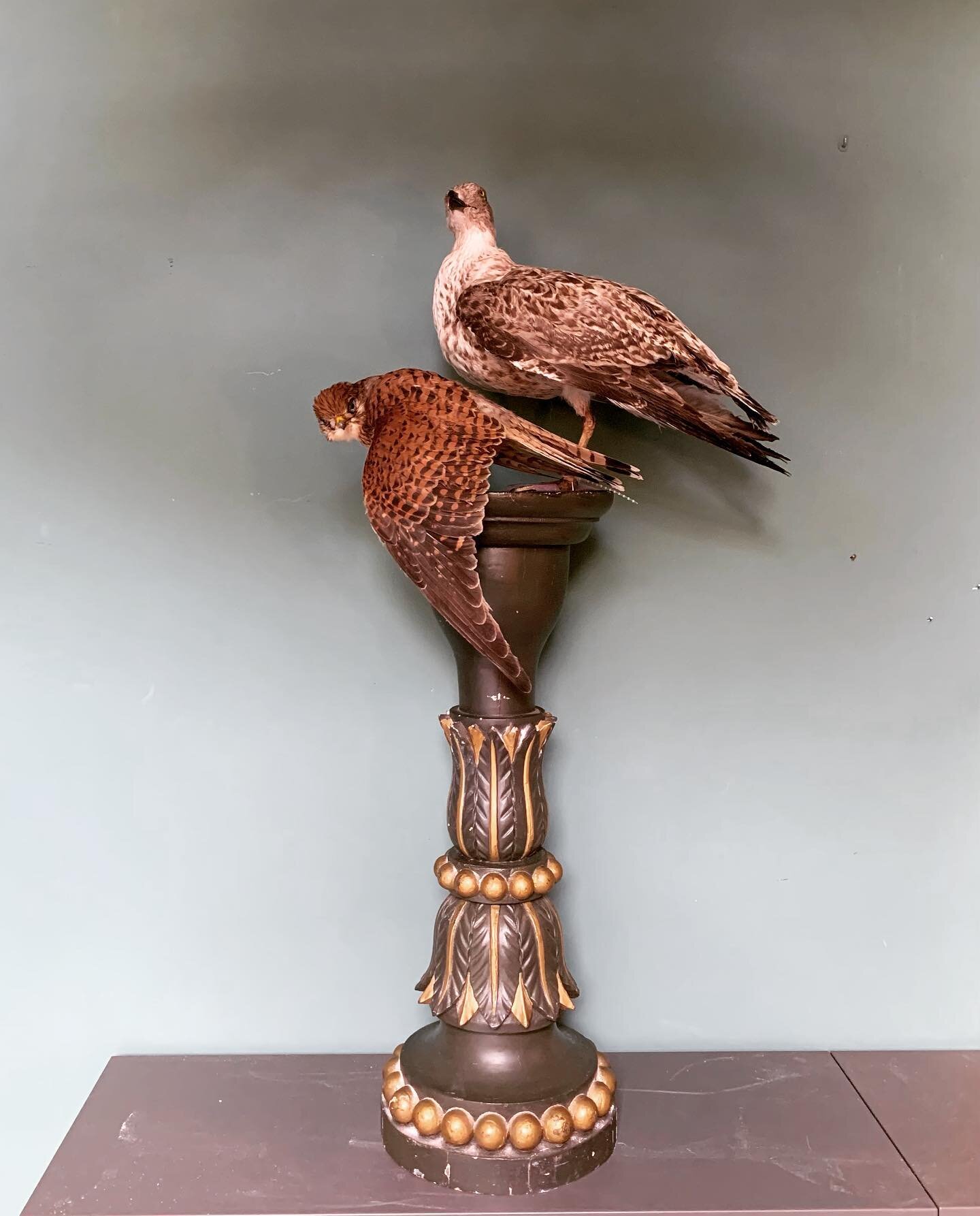 Lovely juvenile seagull and kestrel mounted on an old pilar from a mansion by the Vondelpark in Amsterdam. The seagull was found on our local beach and the kestrel is from the children&rsquo;s farm around the corner. I love doing taxidermy with anima