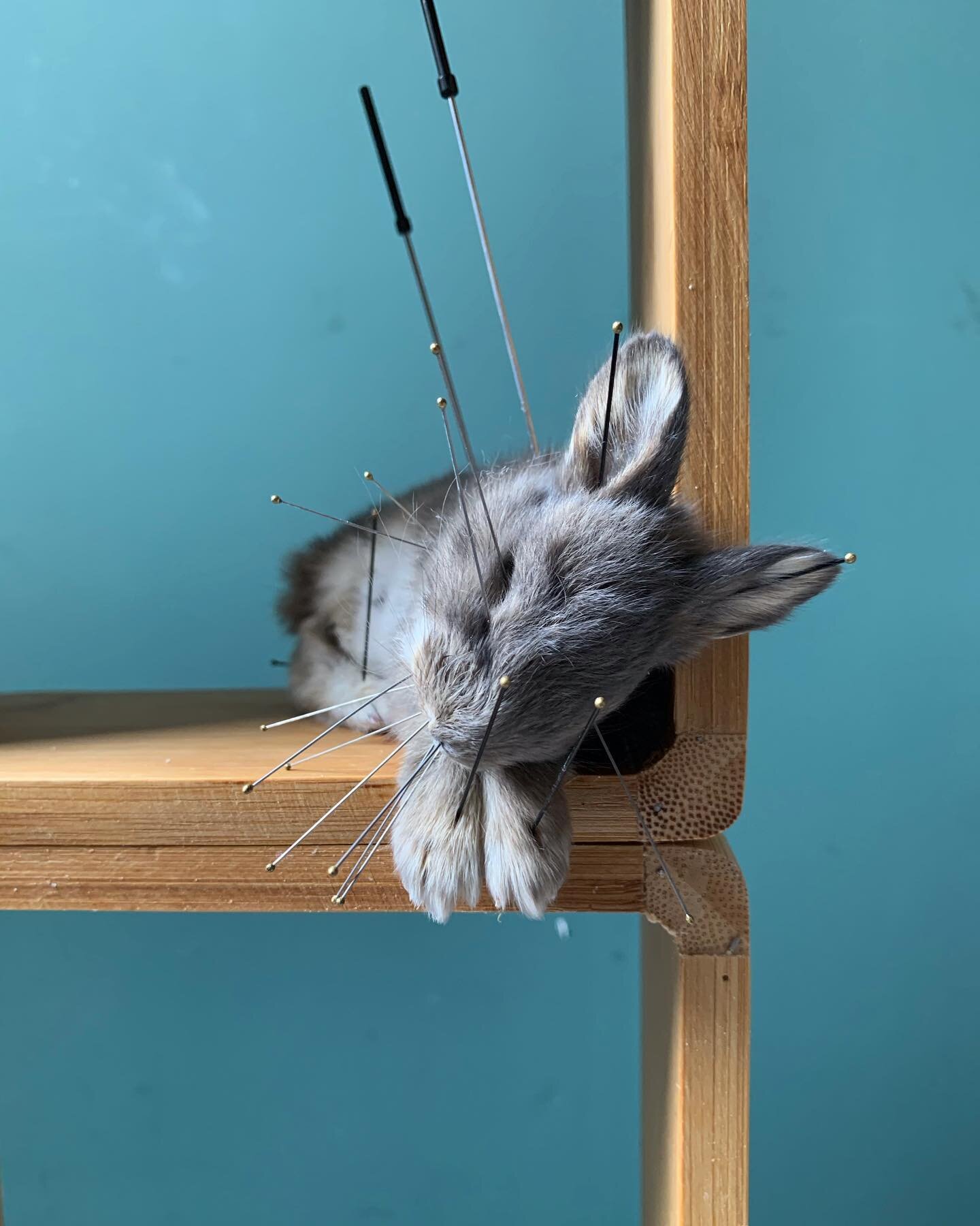 Tiny bunny, taking a nap.

#taxidermy #taxidermie #taxidermyart #bunny #opgezettedieren #haarlem #rabbit #konijntje #sleepytime #wunderkammer