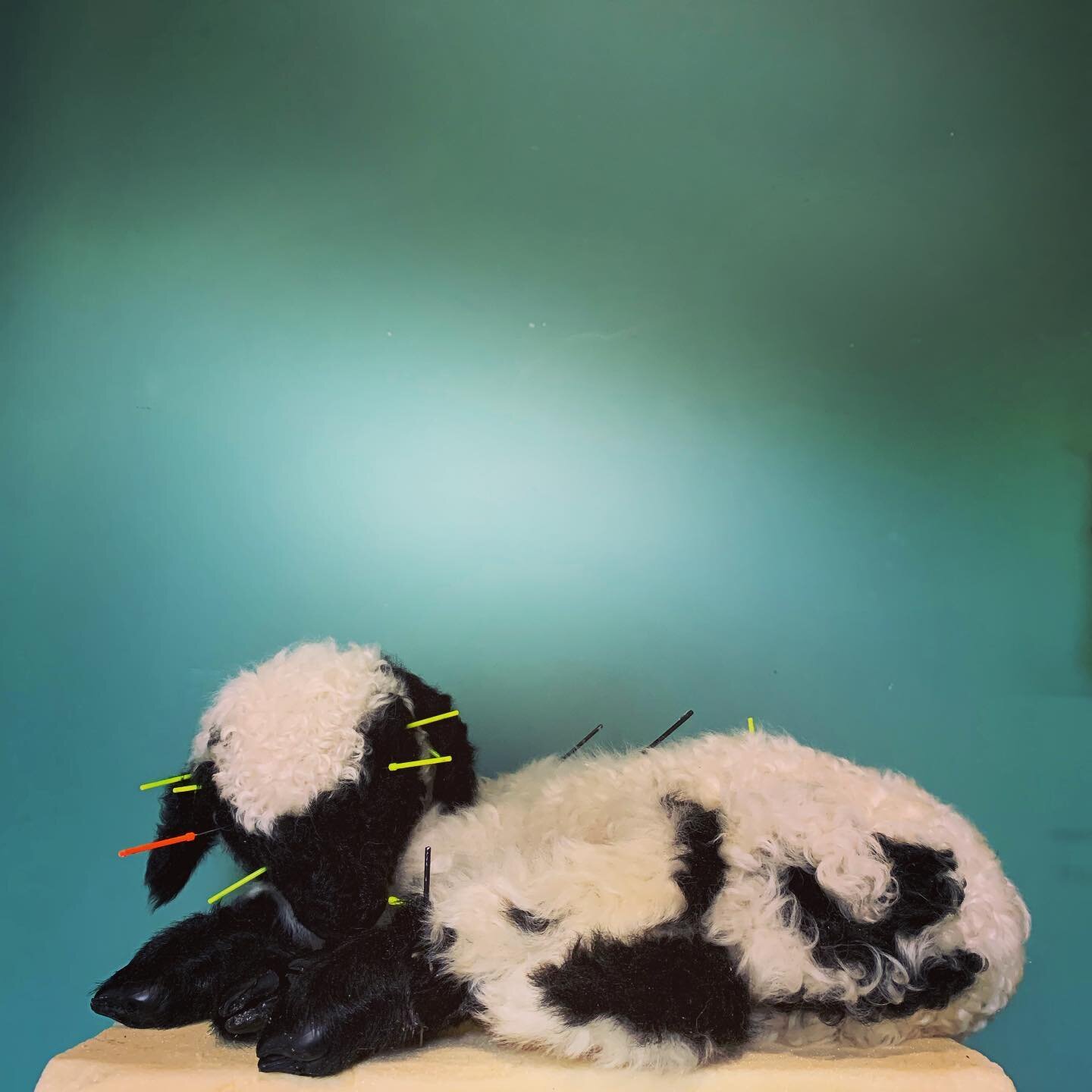 Cute, fluffy lamb finished for today. Now a couple of weeks drying and then it&rsquo;s up for sale.
#taxidermy #taxidermie #taxidermyart #opgezettedieren #lammetjes #lamb #blackandwhite #wunderkammer #spring #lente #haarlem