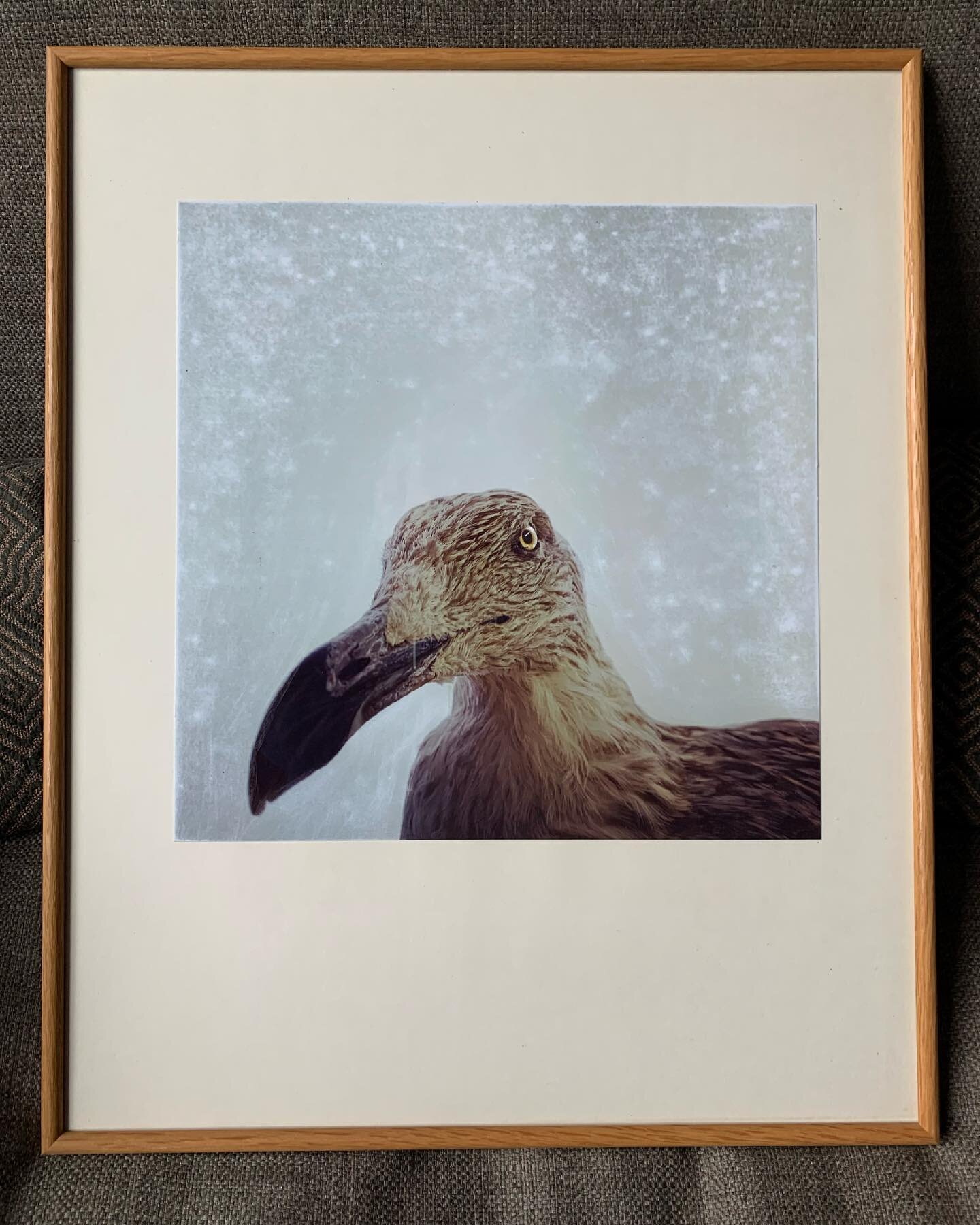 Mixed media, framed
For sale, dm me if you&rsquo;re interested.
41x51cm

#taxidermyart #mixedmedia #mixedmediaart #seagull #meeuw #wallart #winderkammer photograph
