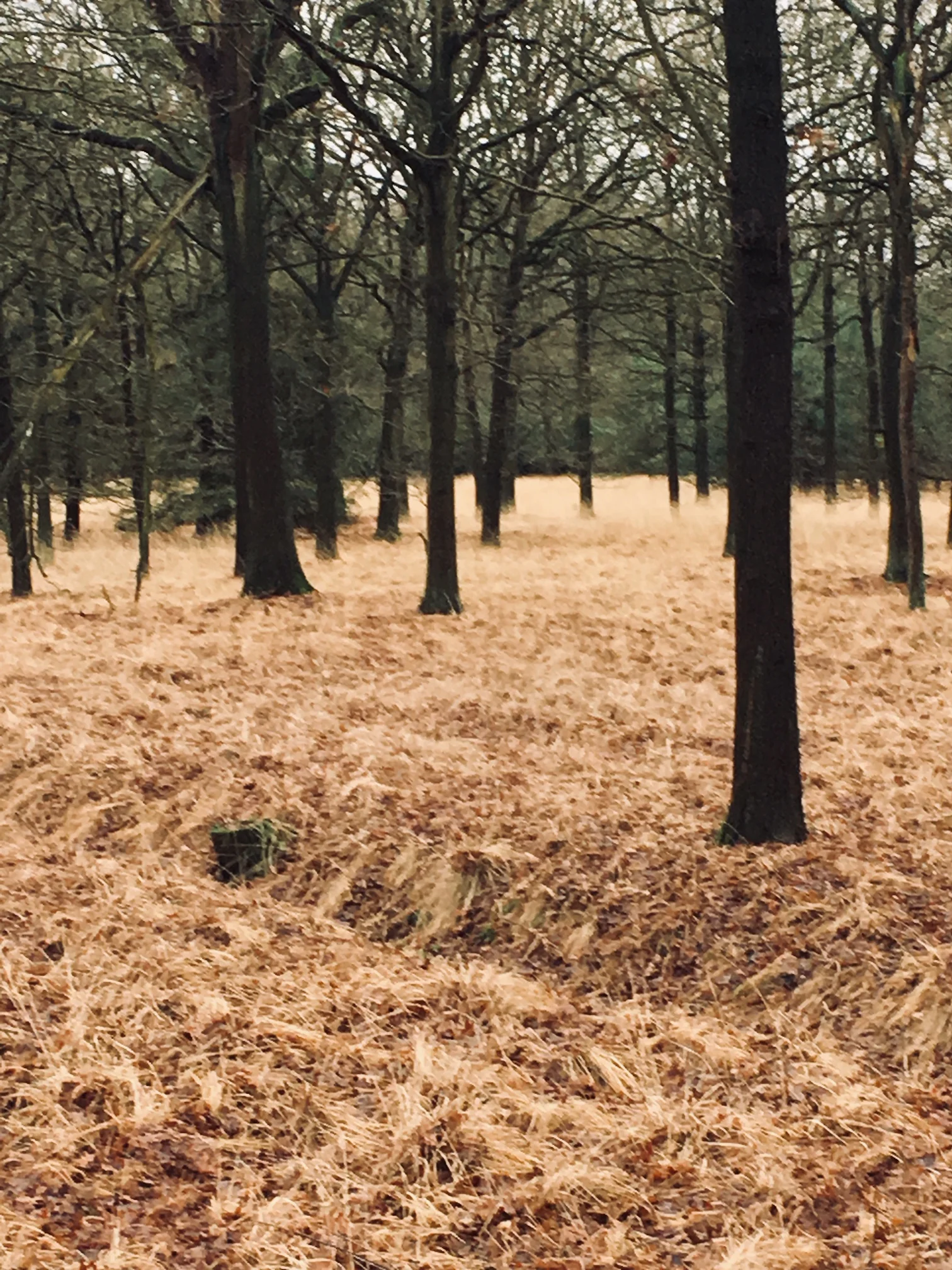 De dader moet gestraft worden