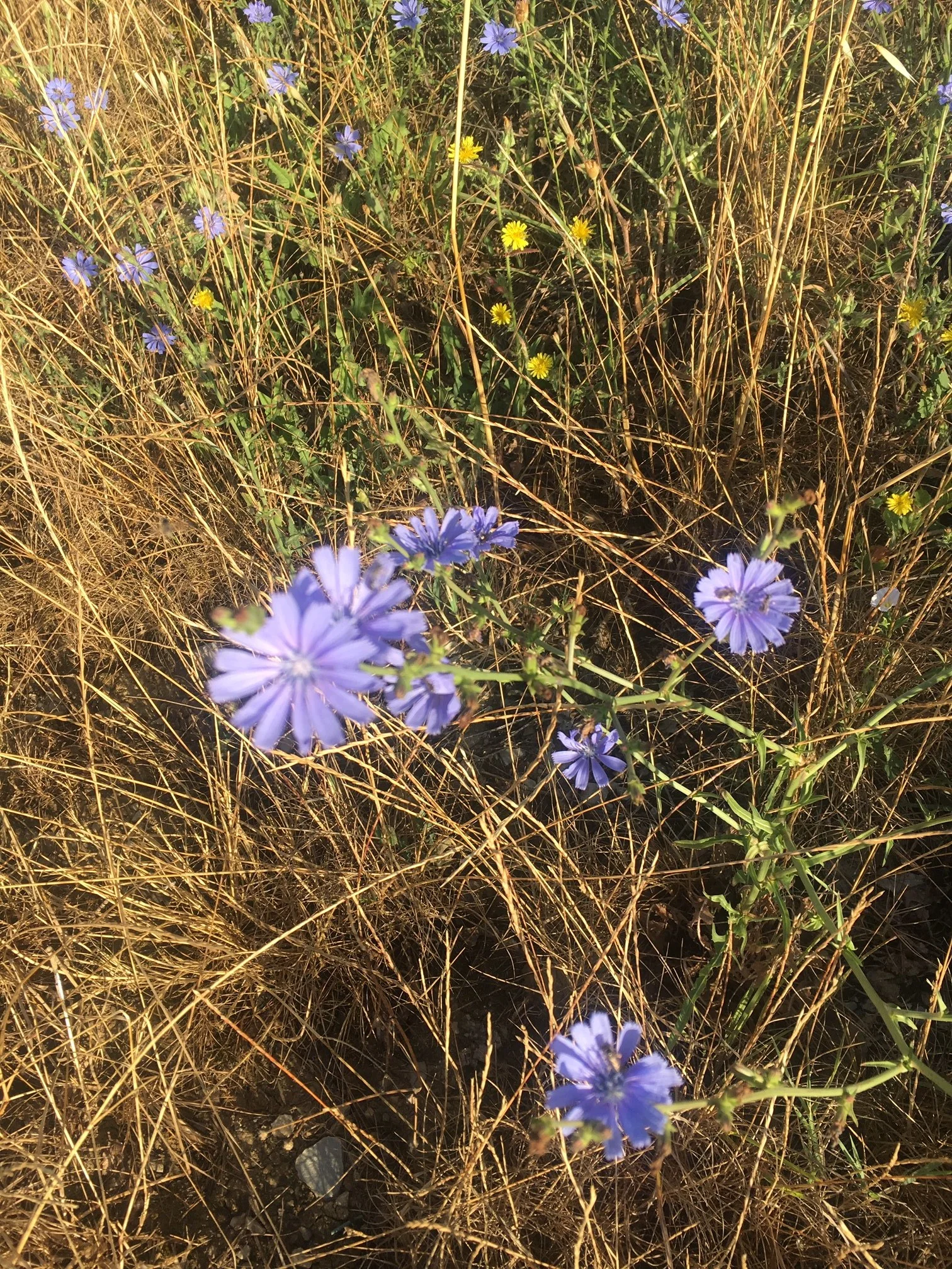 Laat je leiden door het lijden