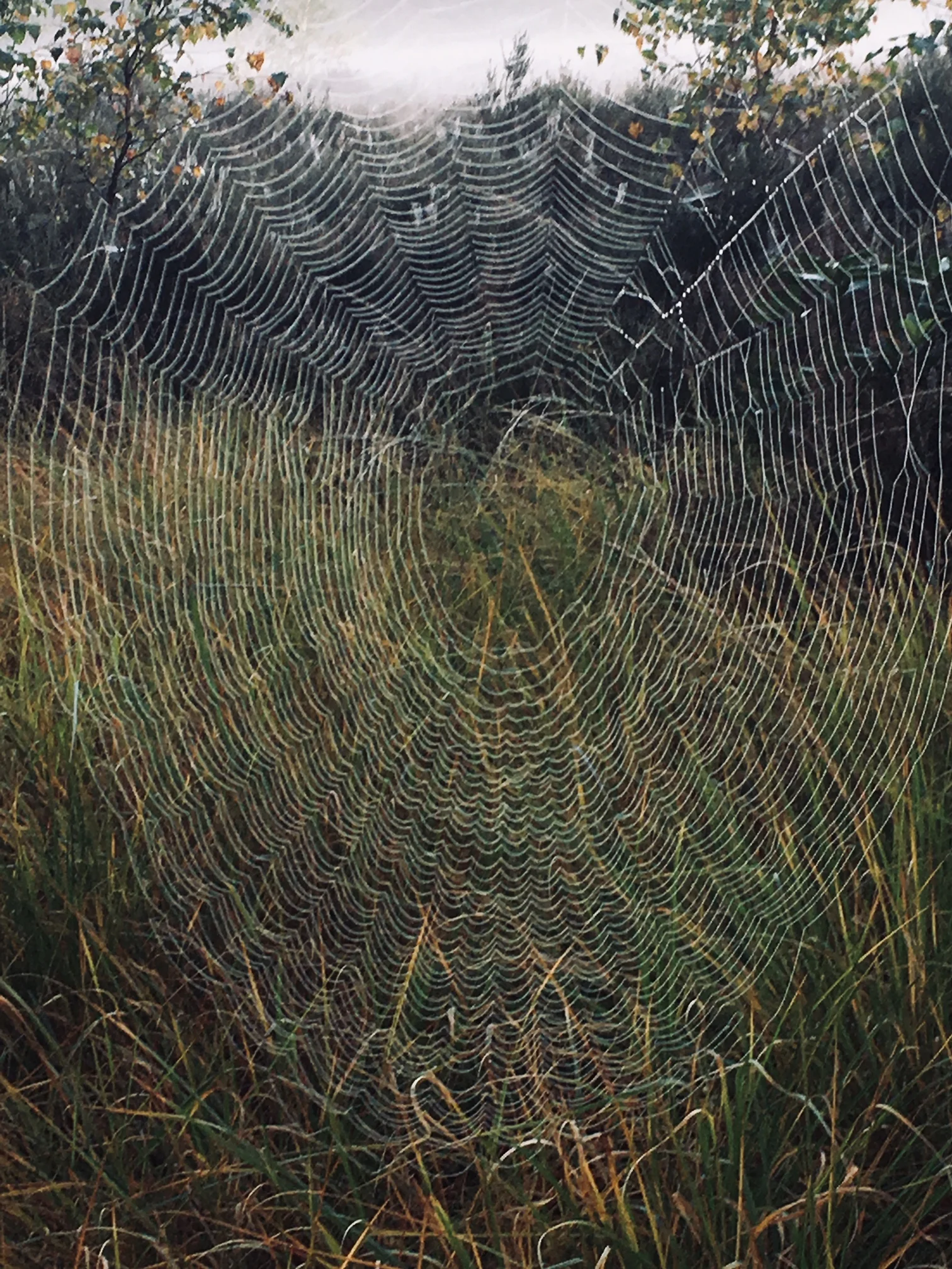 De denkgeest en de wijsheidsgeest