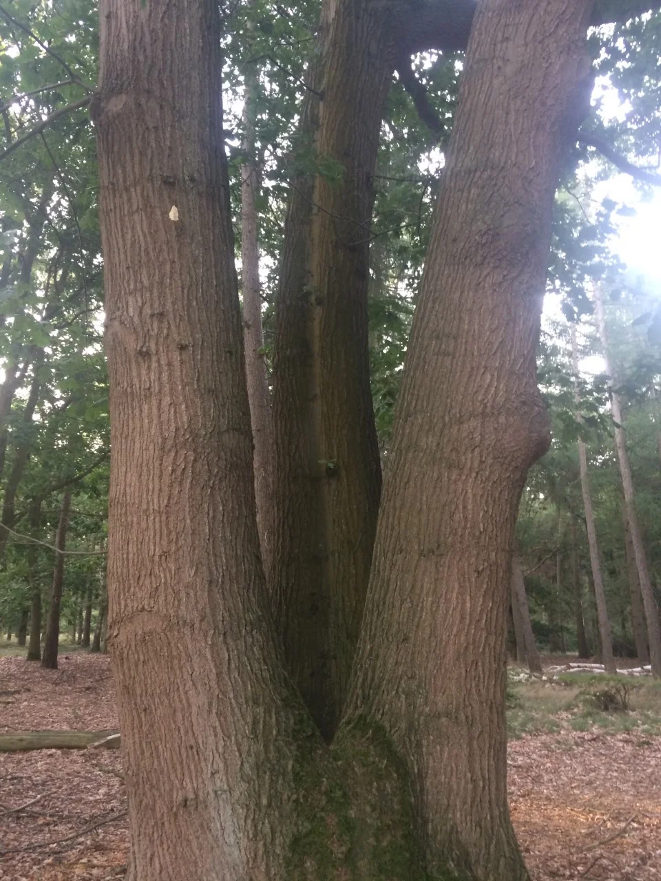 1 +1 = 3