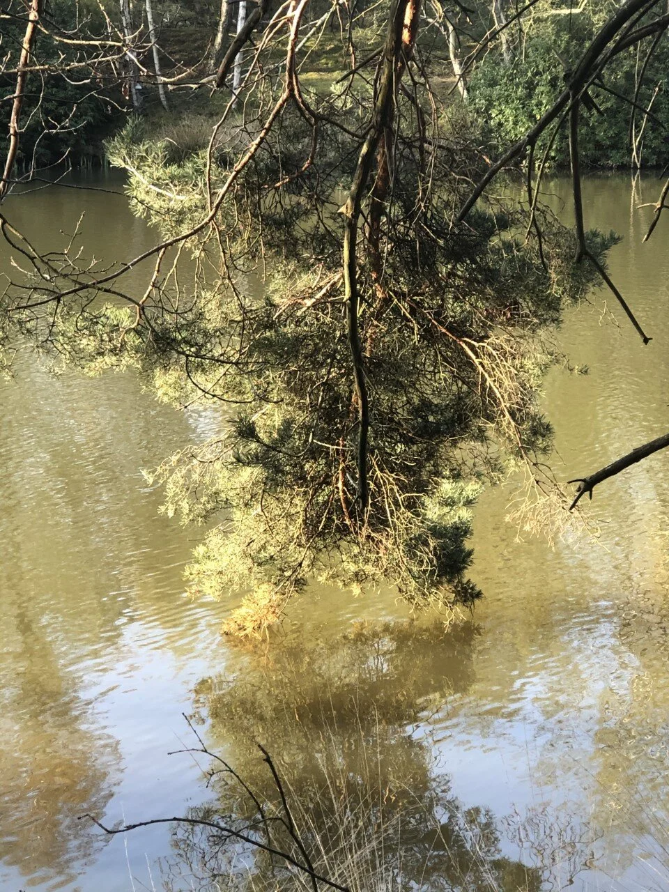 Le tourment de Tantale