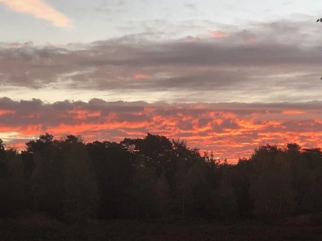 De kracht van bloemen