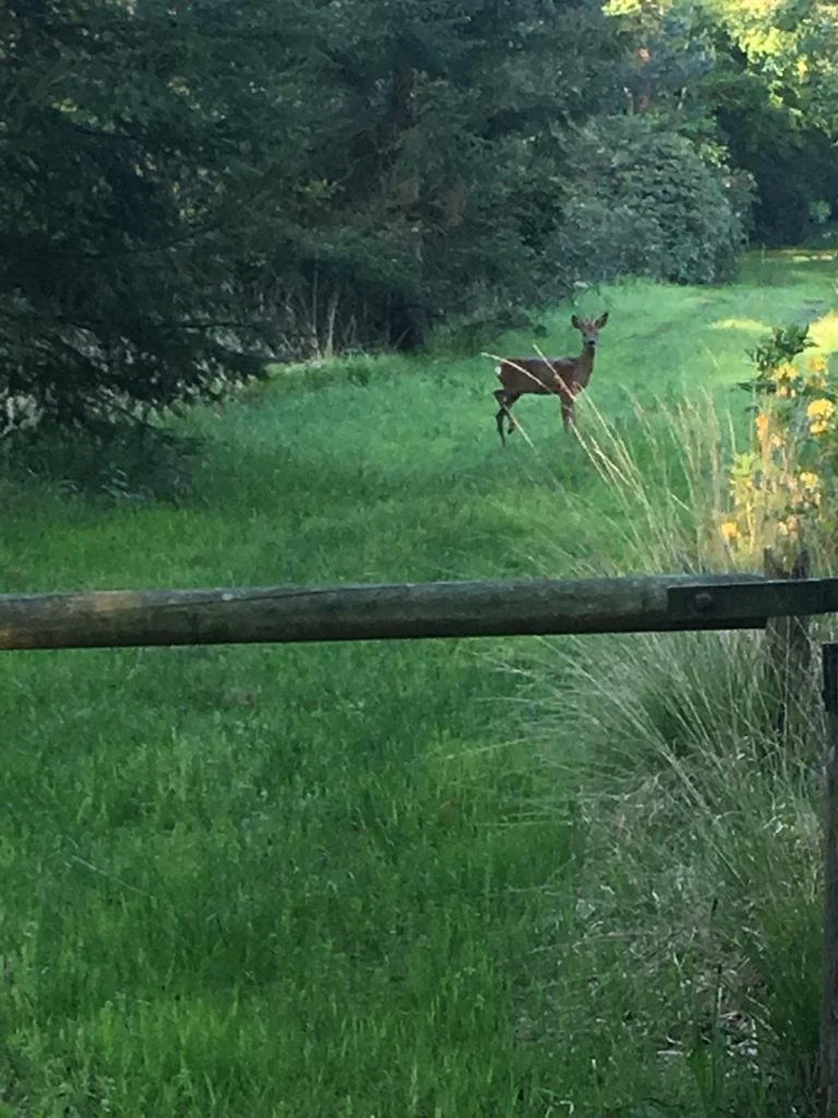 De oorzaak van lijden