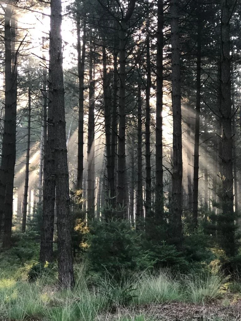 Vergeten om te onthouden