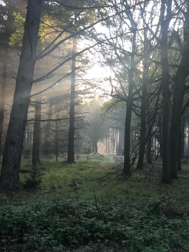 Entendre, voir et se taire