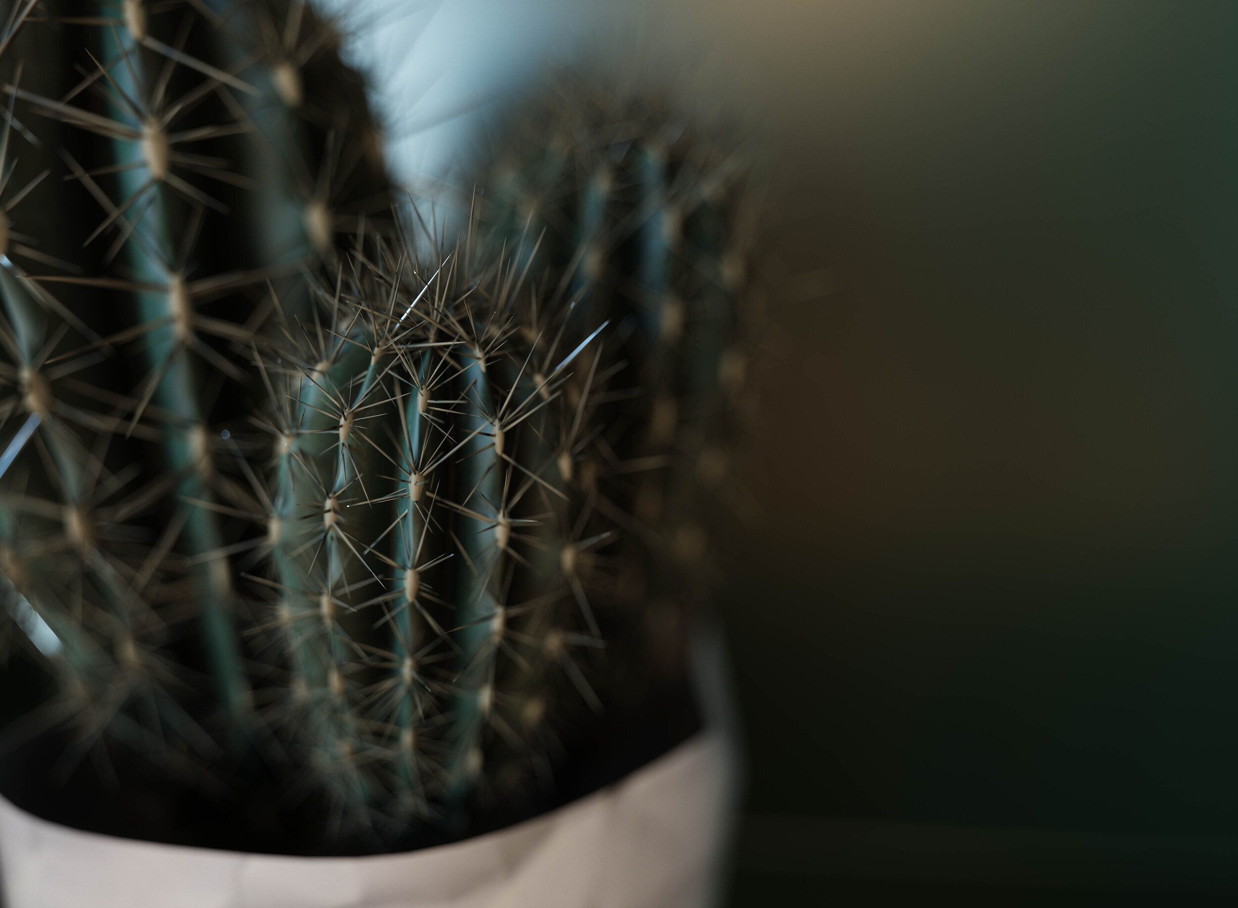 Cactus_beauty-lo.jpg