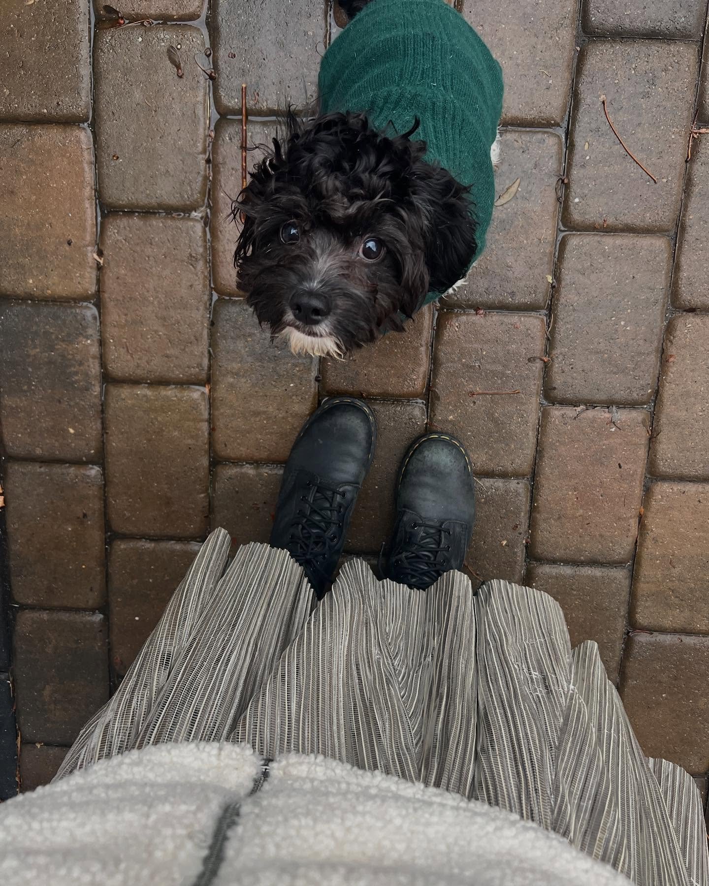 Swipe if you love a dog in a sweater or because you can&rsquo;t believe I actually have a dog. I definitely can&rsquo;t. 

One month with the homie, Saint. 

And yes, he&rsquo;s a delight and I absolutely hate that I have to leave him. Who am I even?