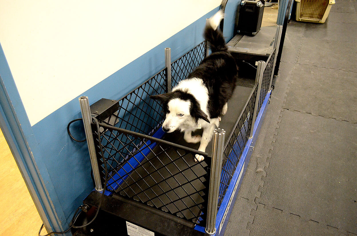 Dog-on-treadmill.jpg