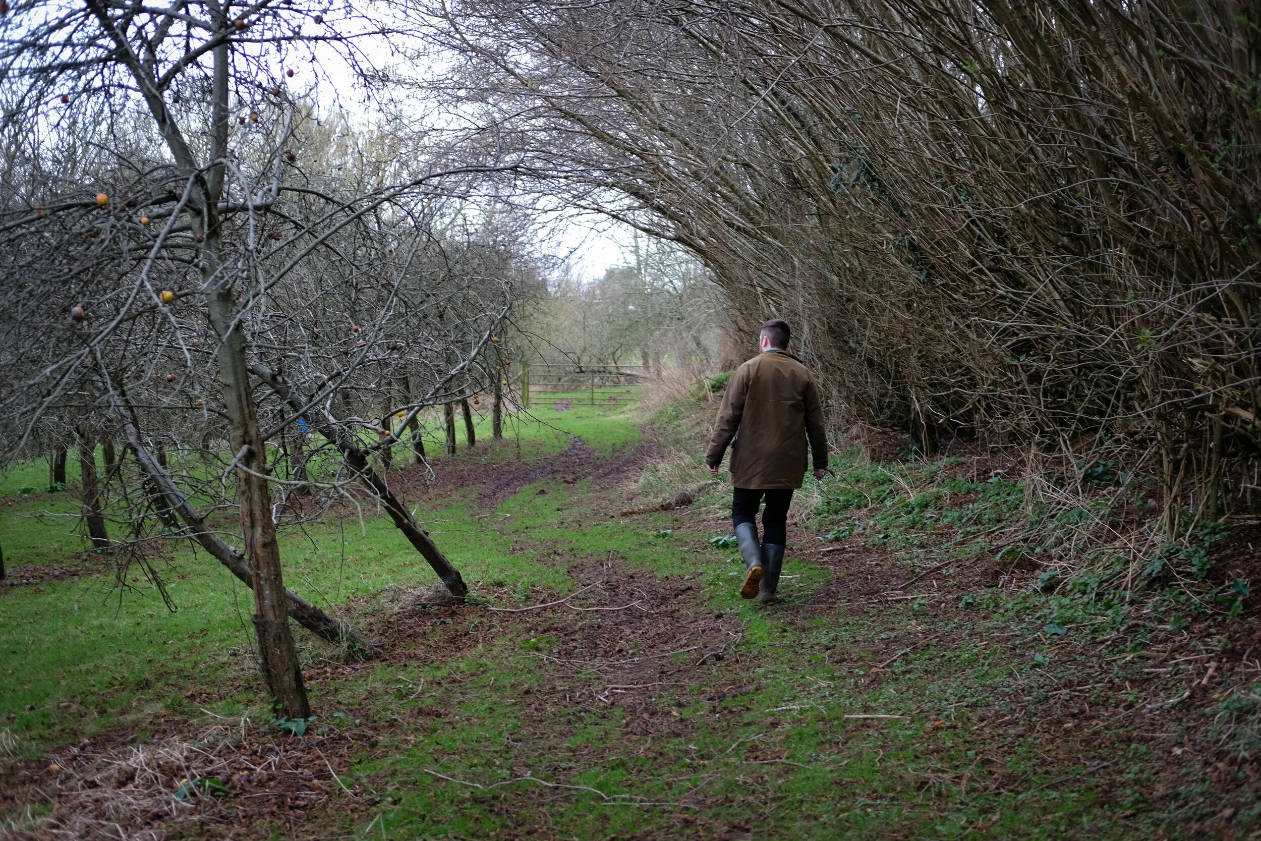 Ross-6.jpg