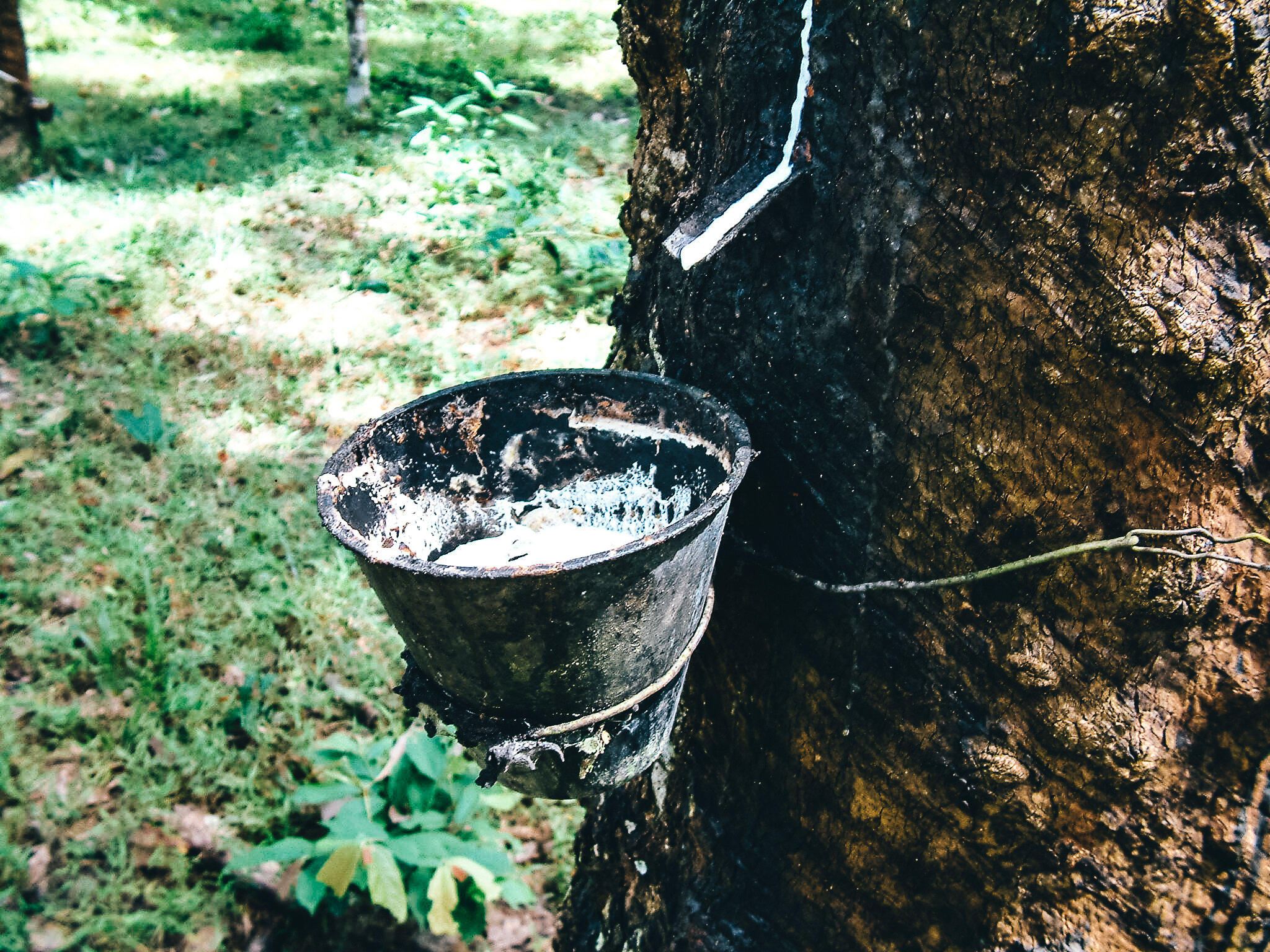 Lankawi rubber plantation-3.jpg