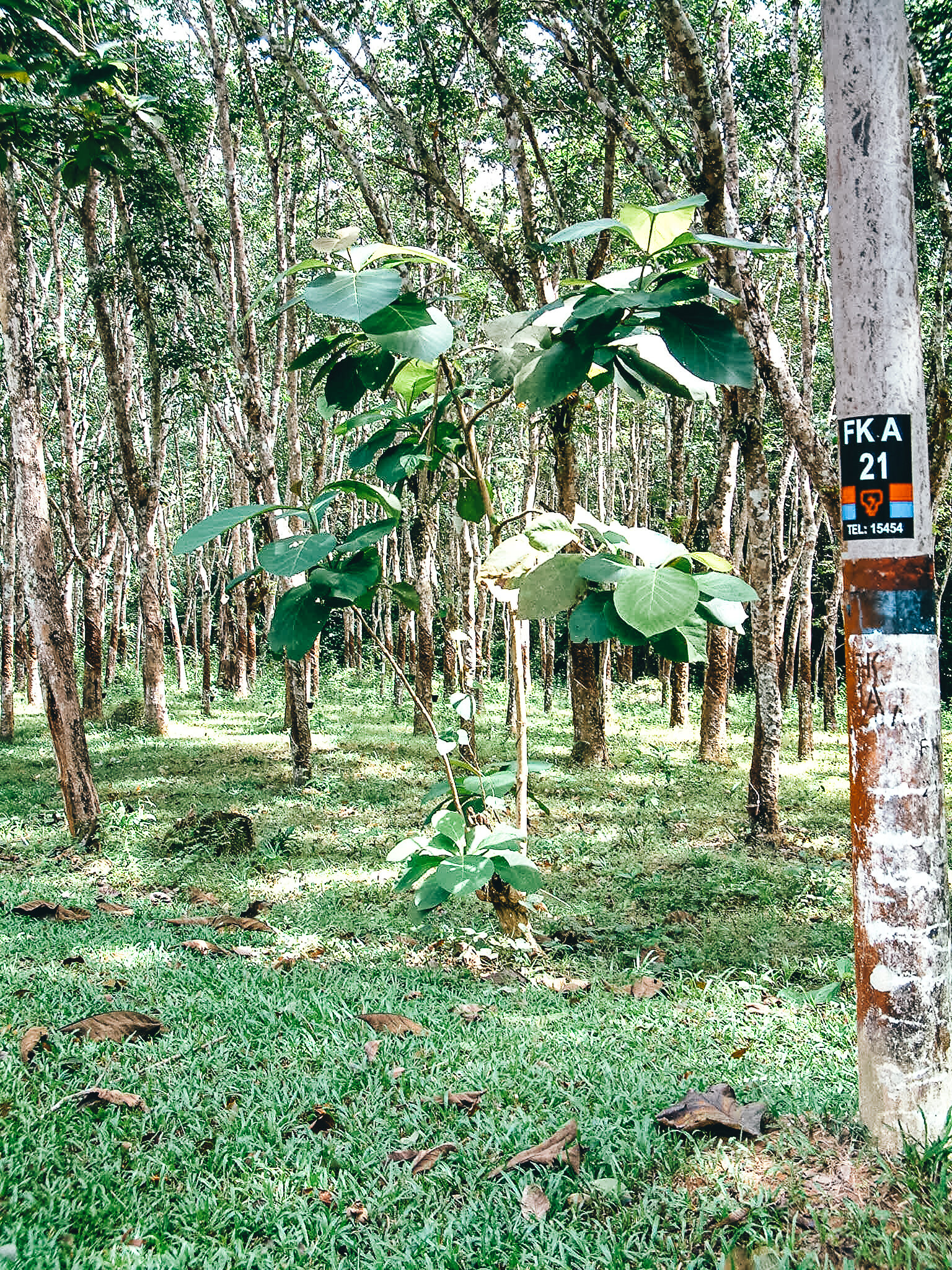 Lankawi rubber plantation.jpg