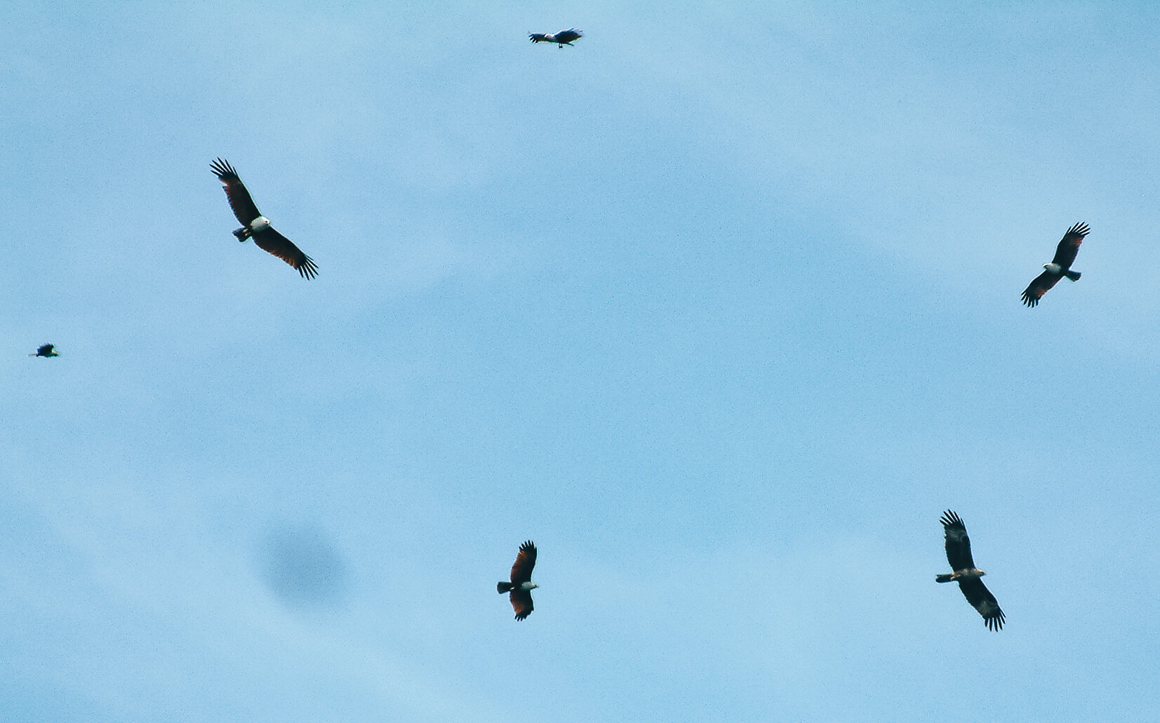 Lankawi sea eagle-2.jpg