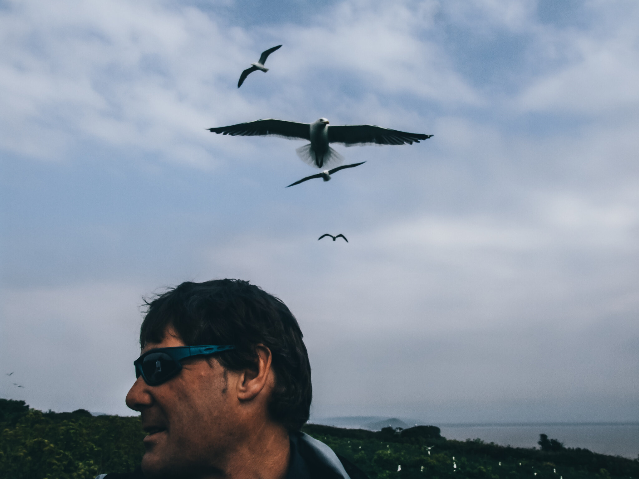Steep Holm seagull dive bomb-2.jpg