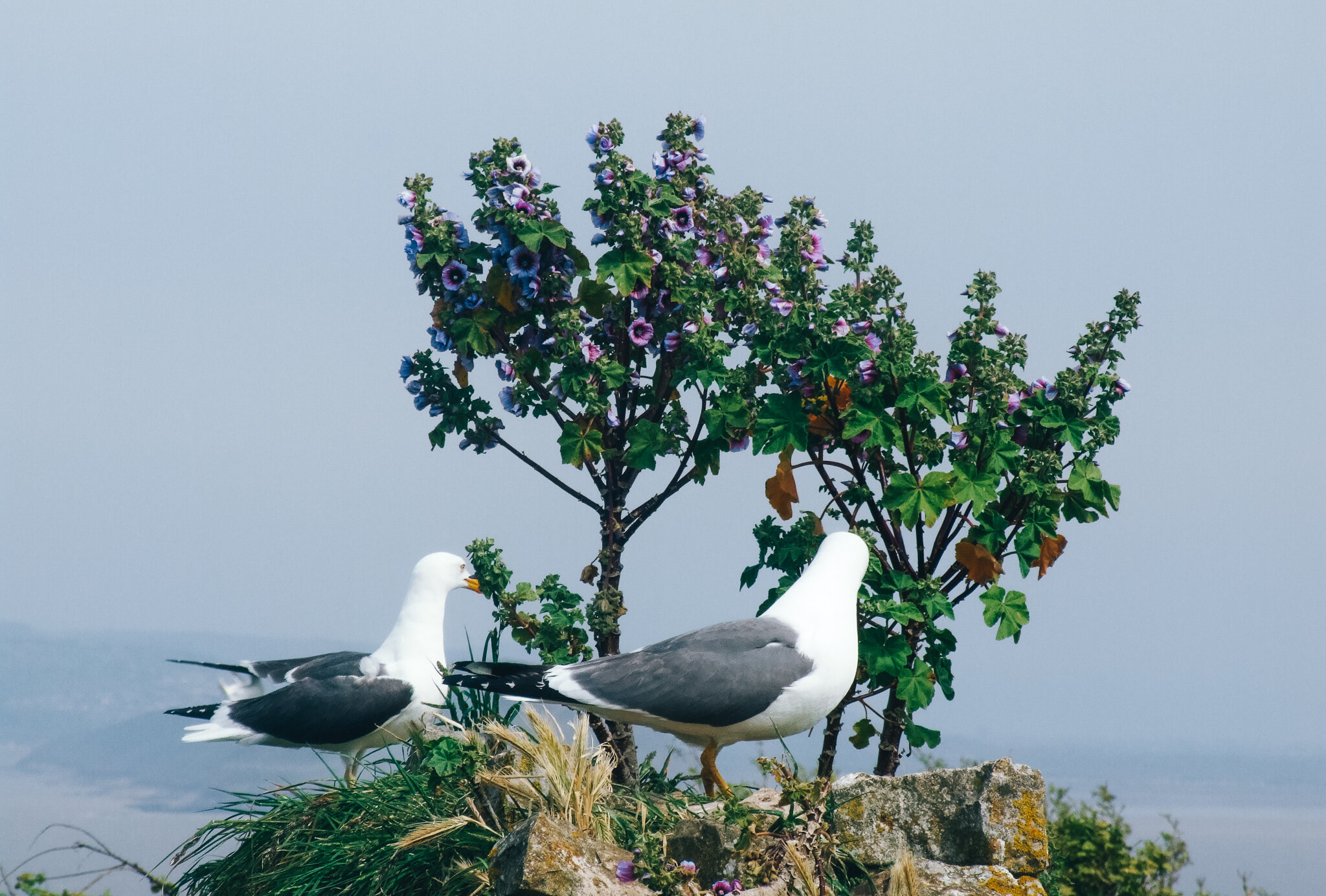 Steep Holm seagull-2.jpg