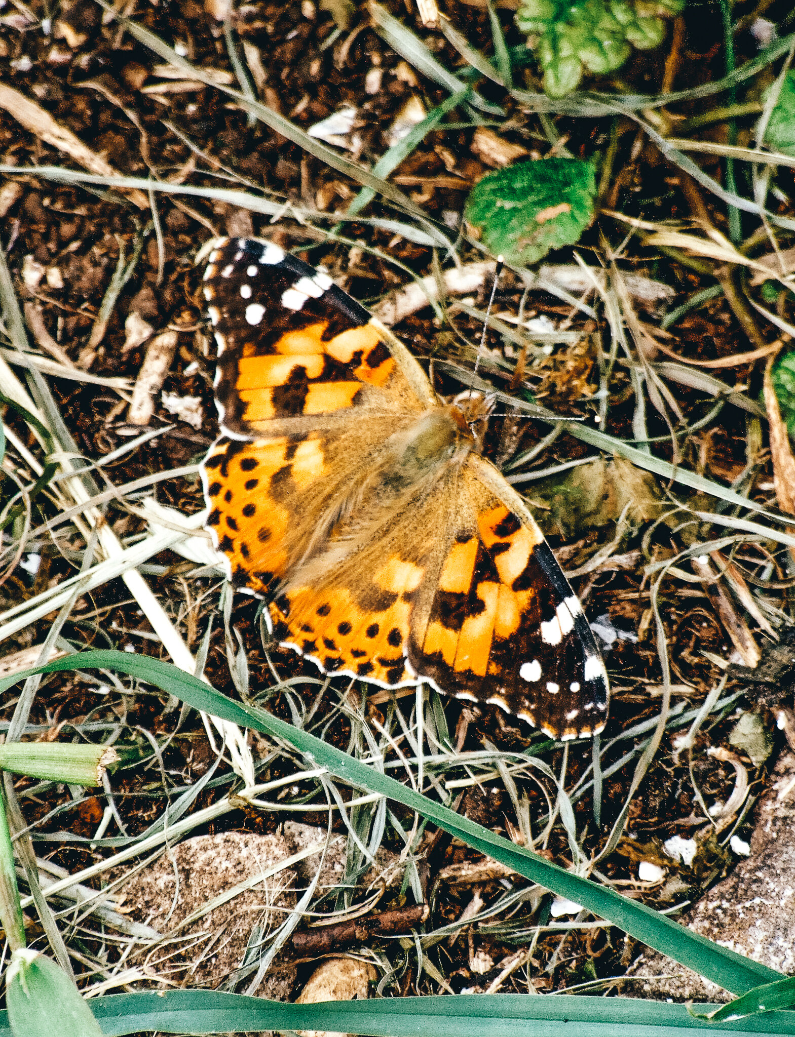 Steep Holm butterfly.jpg