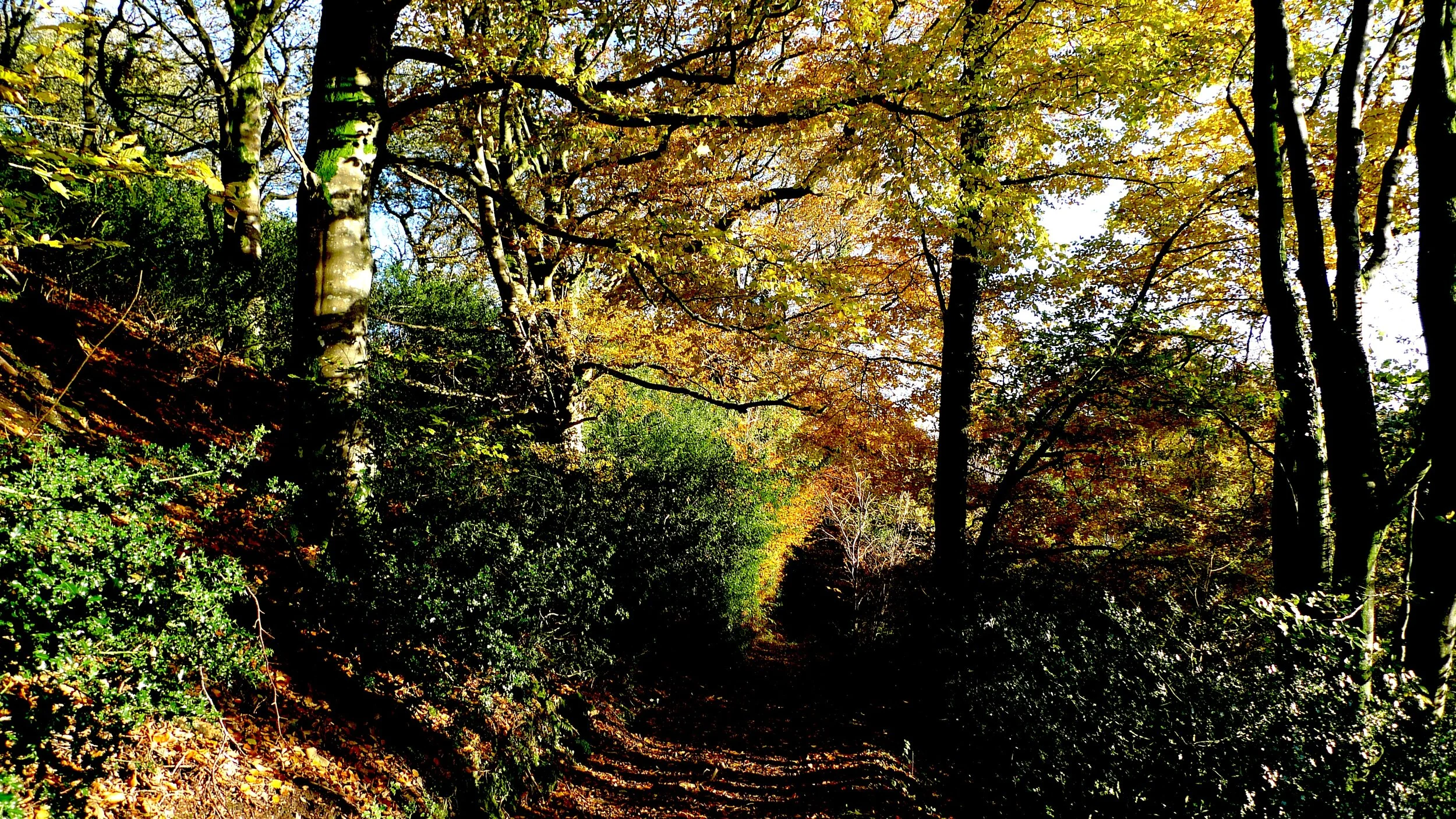 Trees, Hedgerows and Cool Places in a Heatwave