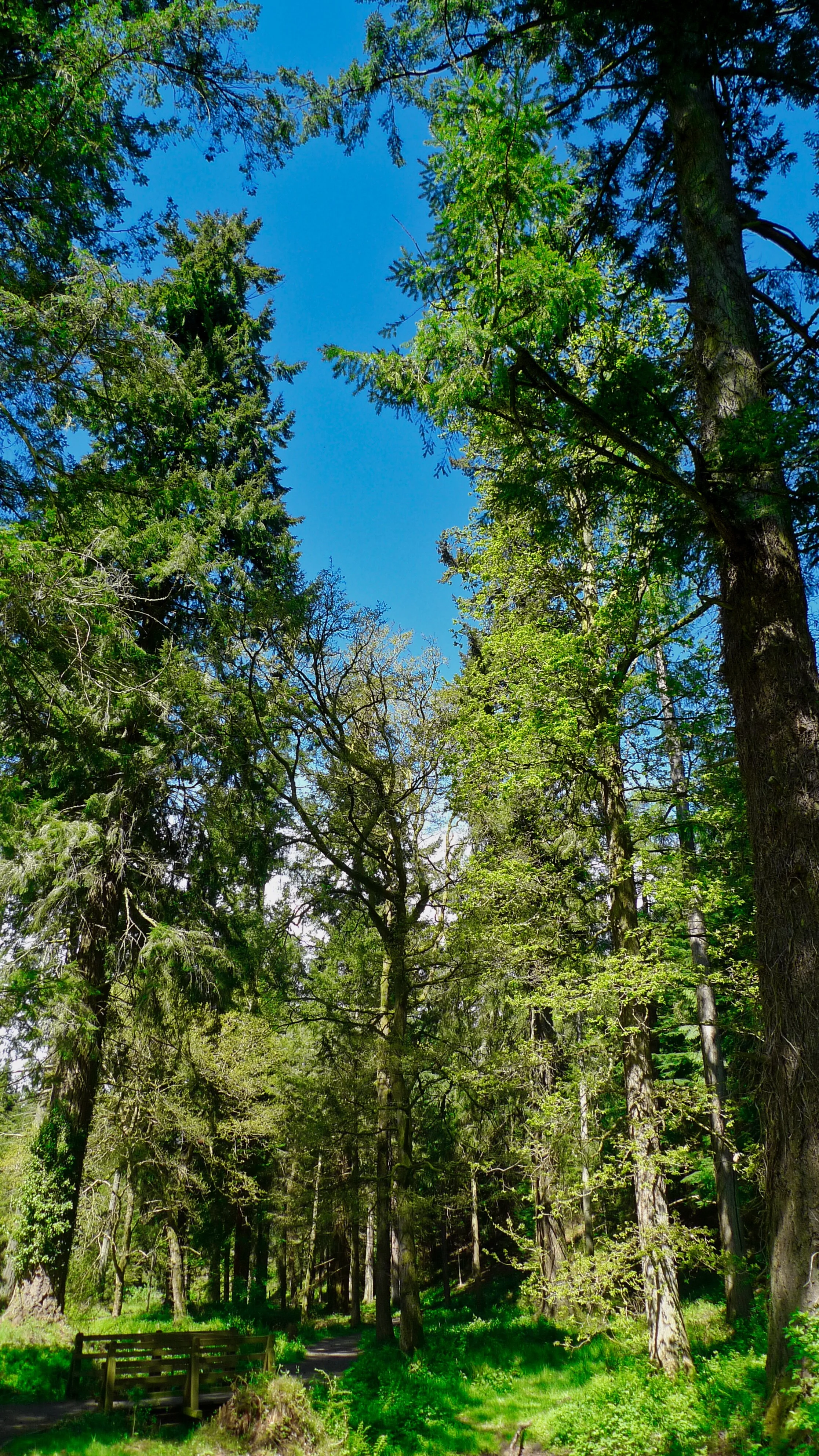 Forest Walks in the South West