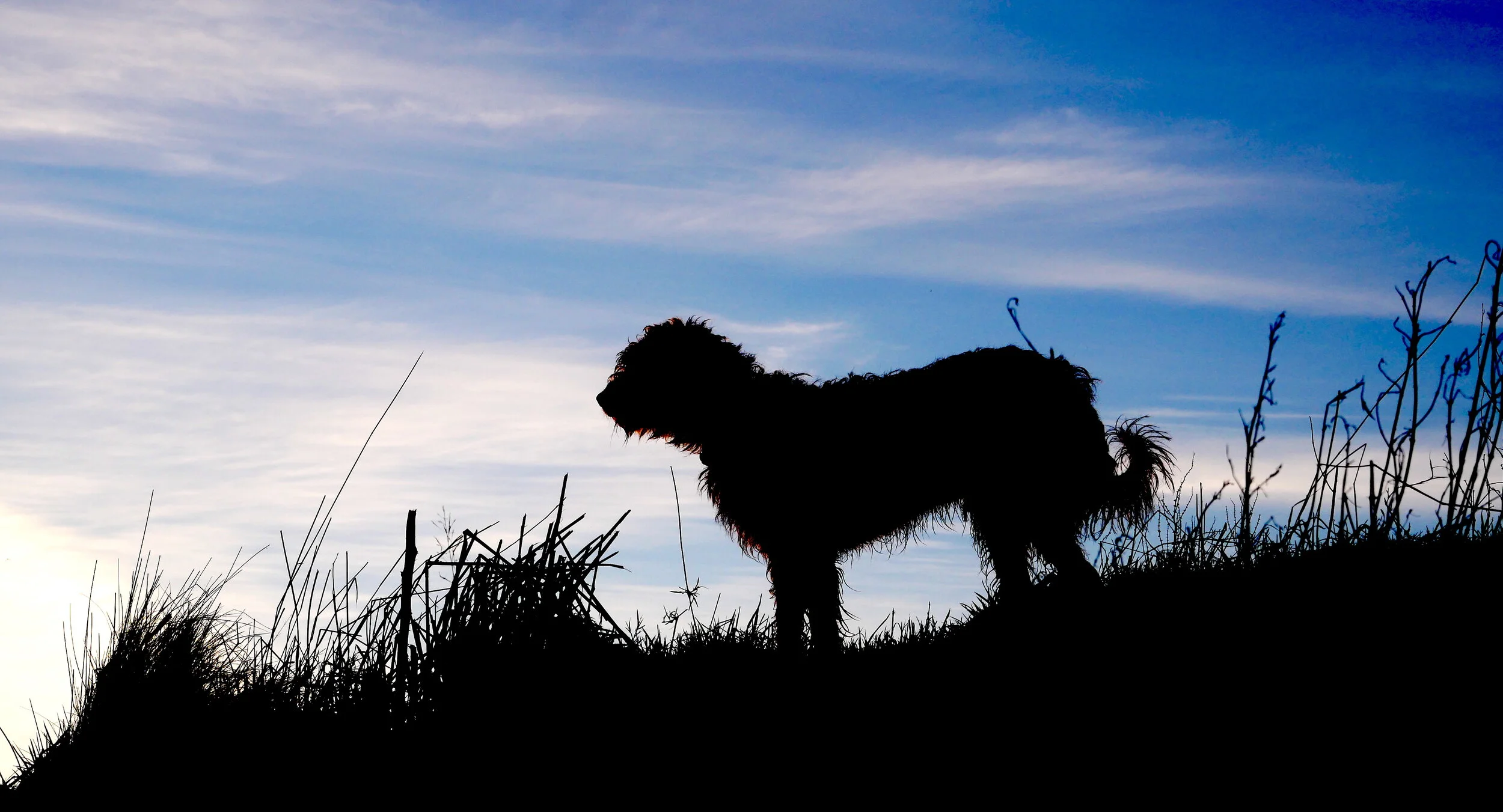 Chapter From The Lemon Tree Forest