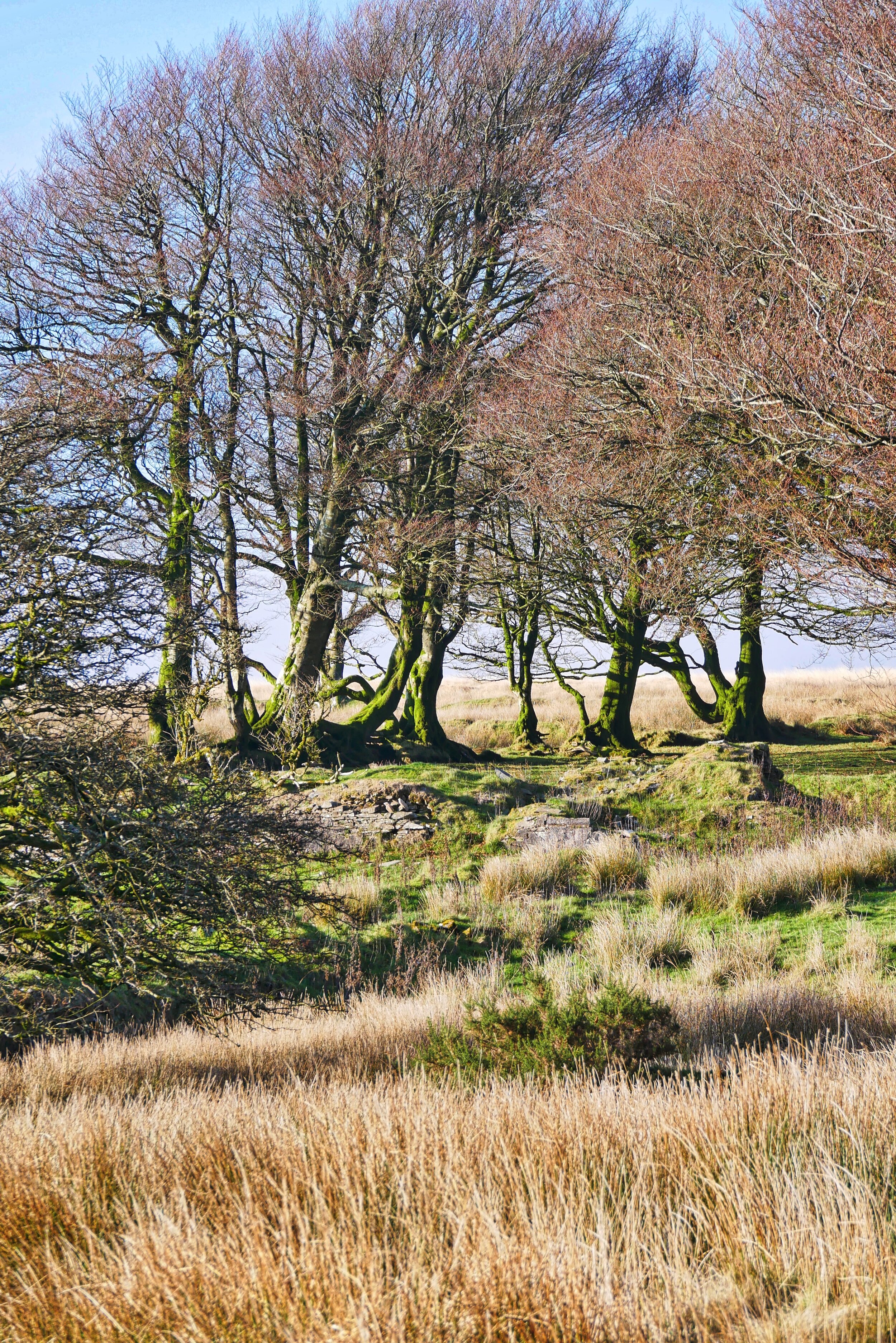 Larkbarrow trees.jpeg