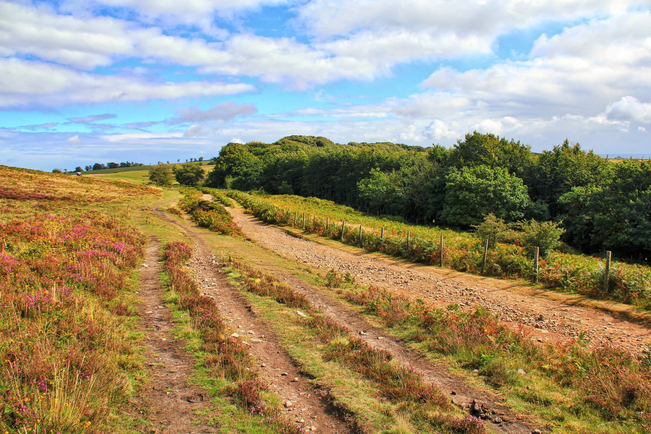 Somerset Walks - Holford to Crowcombe - Quantock Hills