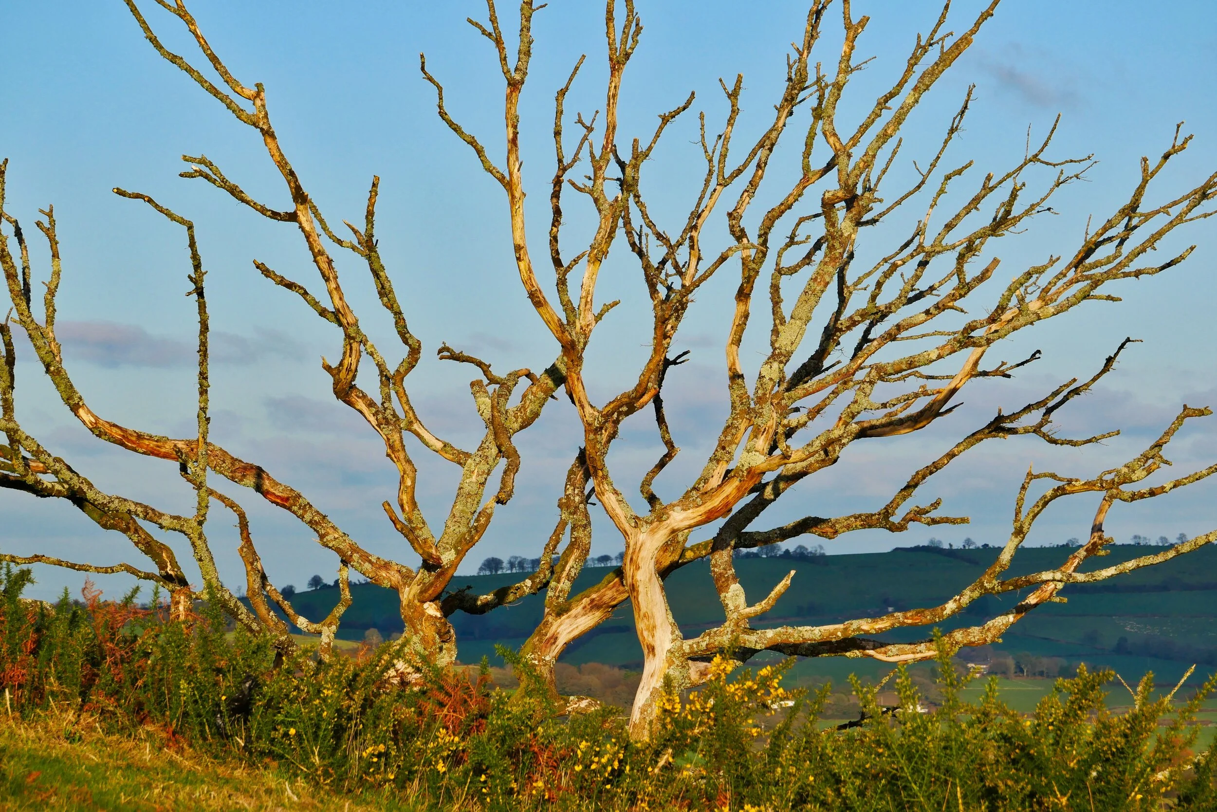 Dorset Walks - Lambert's Castle Hill