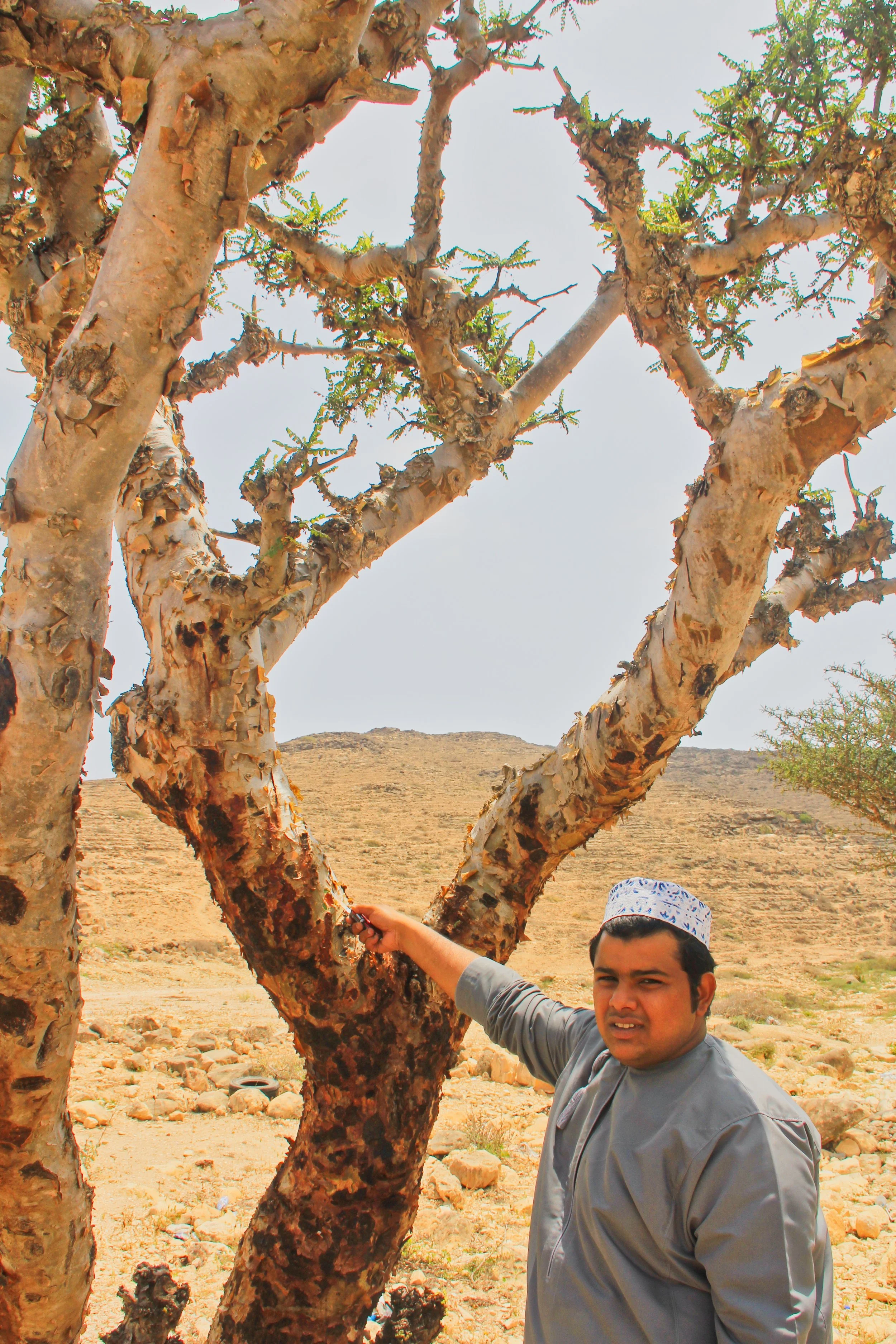 Frankincense and the Christmas Story