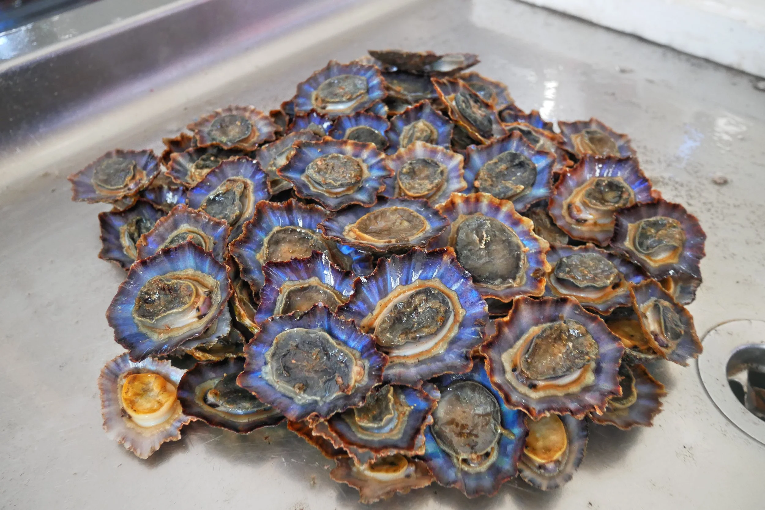 Lanzarote Limpet Pickers