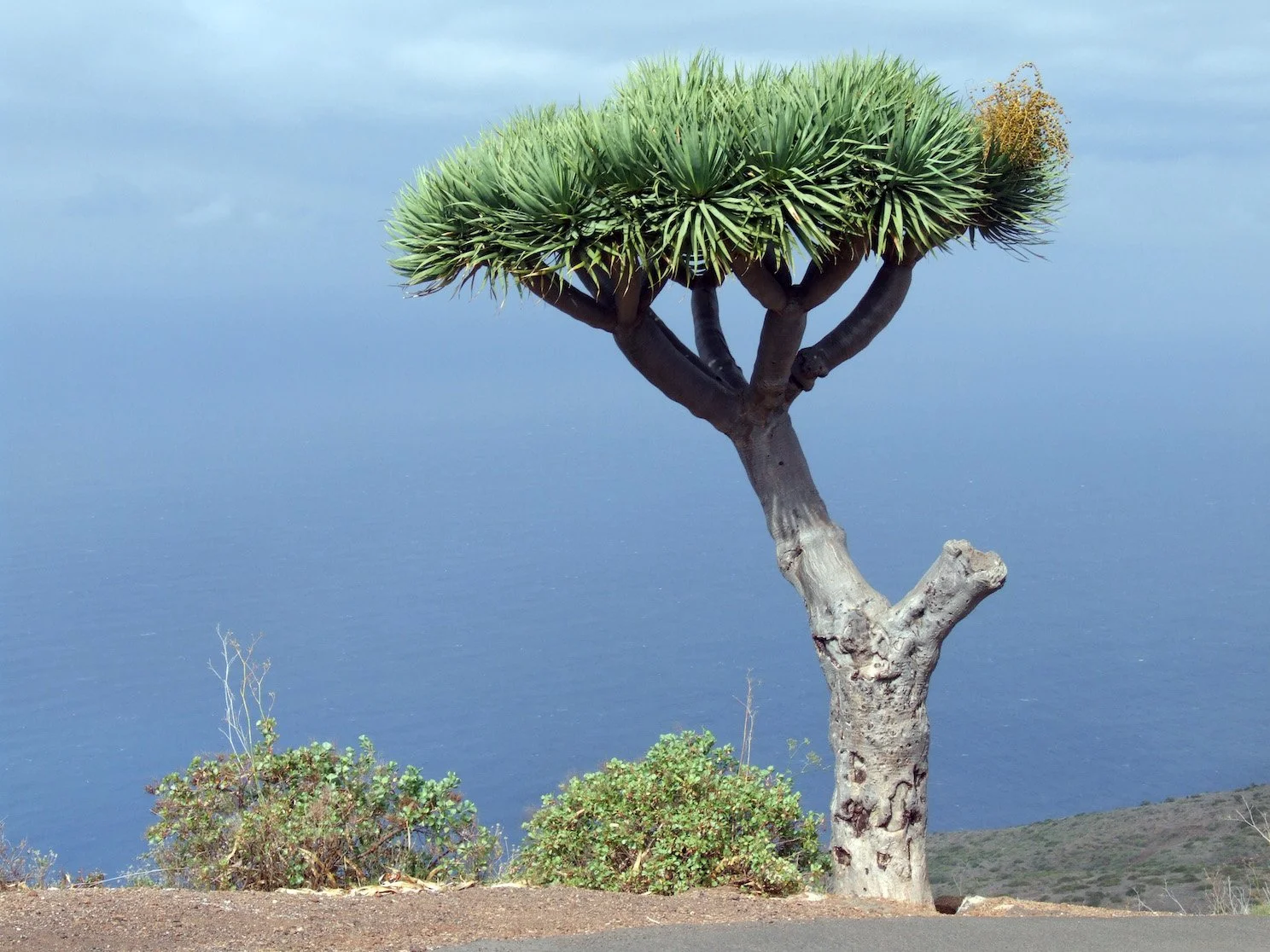 Have You Seen The Netflix Show About La Palma?