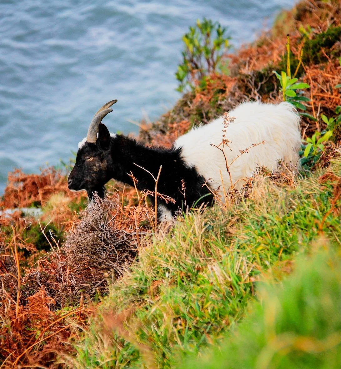 Walking Your Way to Fitness and Health After the Festivities