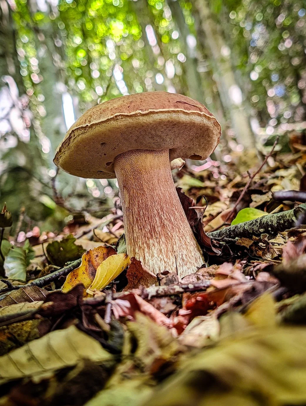 cep or penny bun.jpg