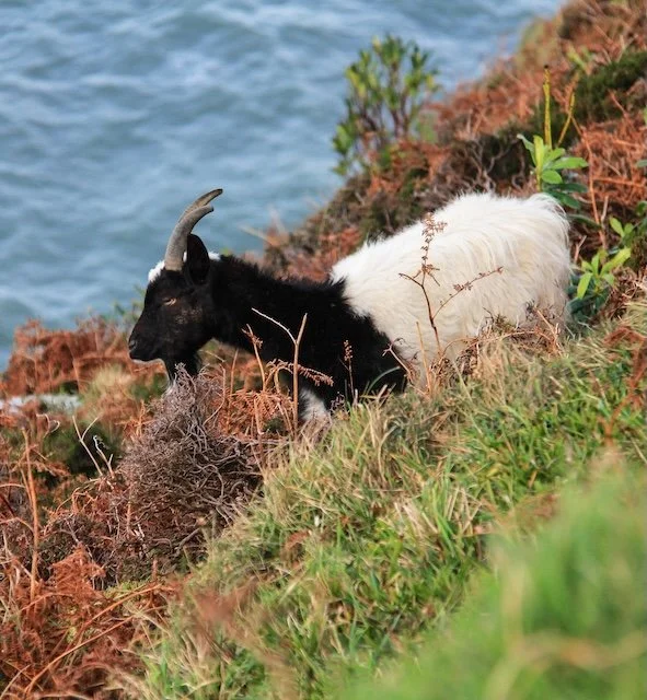 Walking Your Way to Fitness and Health After the Festivities