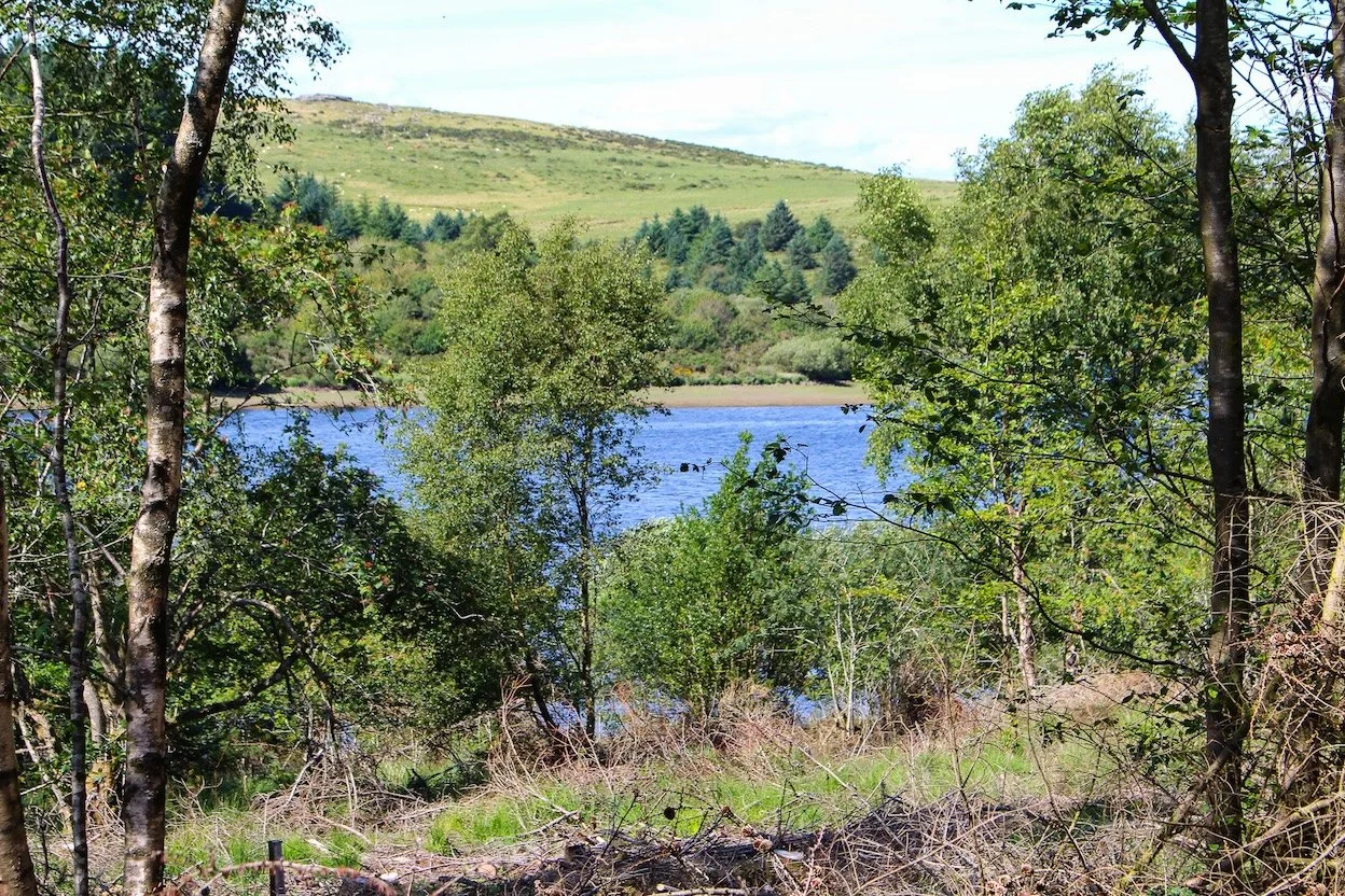Fernworthy Reservoir between the trees