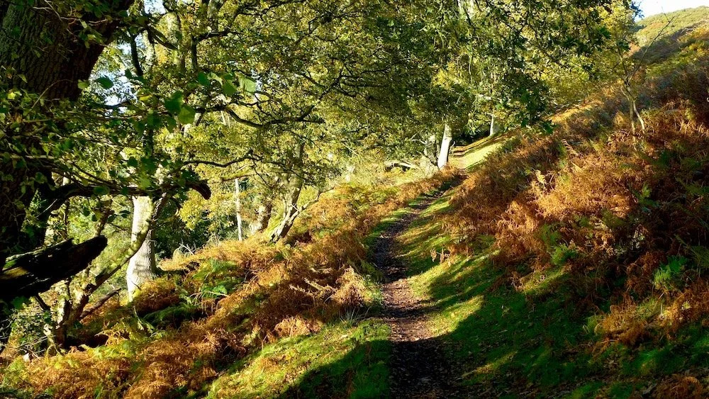 Weacombe Path, Quantock Hills