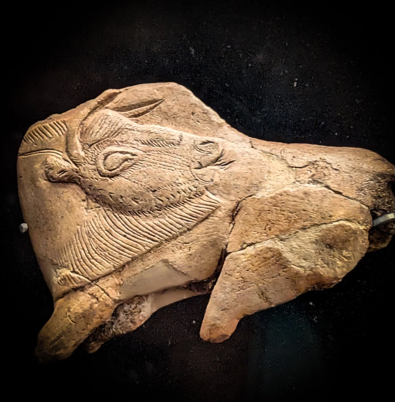 Bull looks over its shoulder- one of the prize exhibits at Terrace at the Musée National de Préhistoire