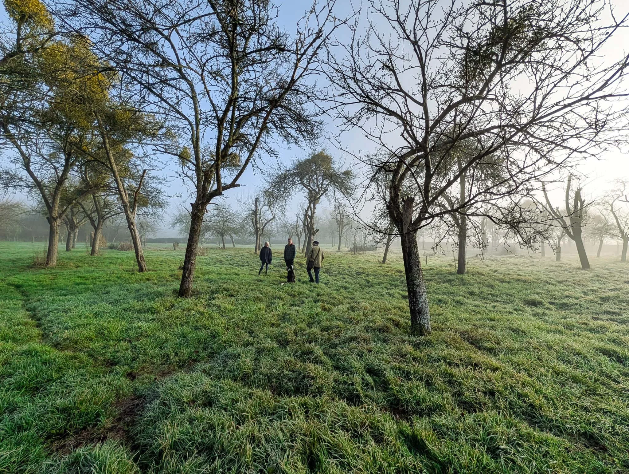 Stembridge Wassail orchard in the January mist