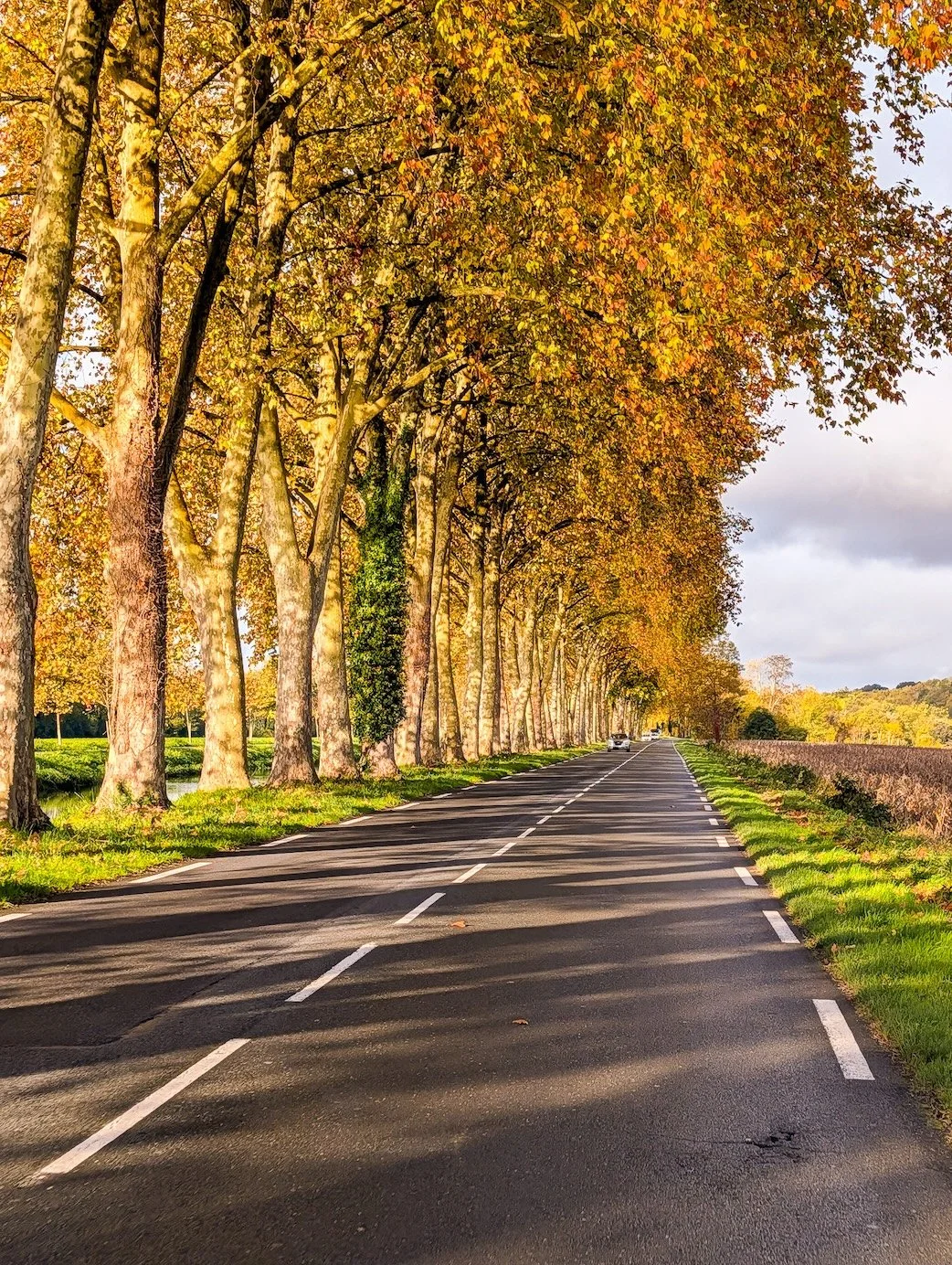Many a Dordogne road looks like this one