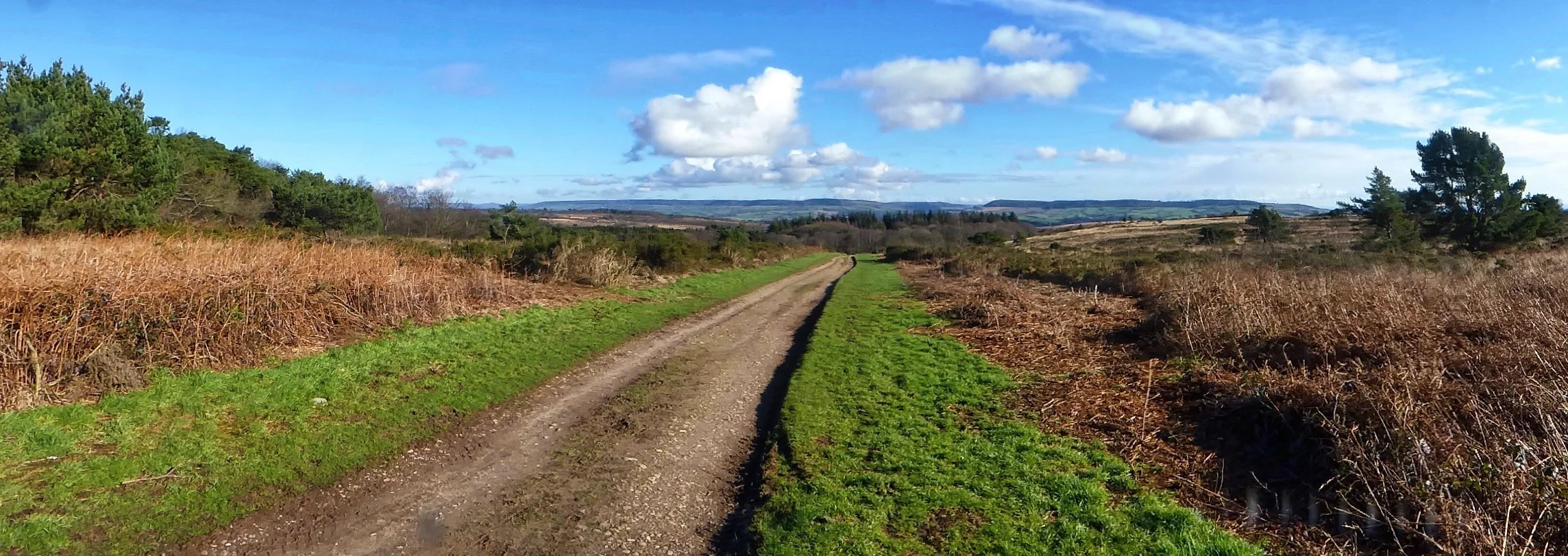 Woodbury Common, South West Devon