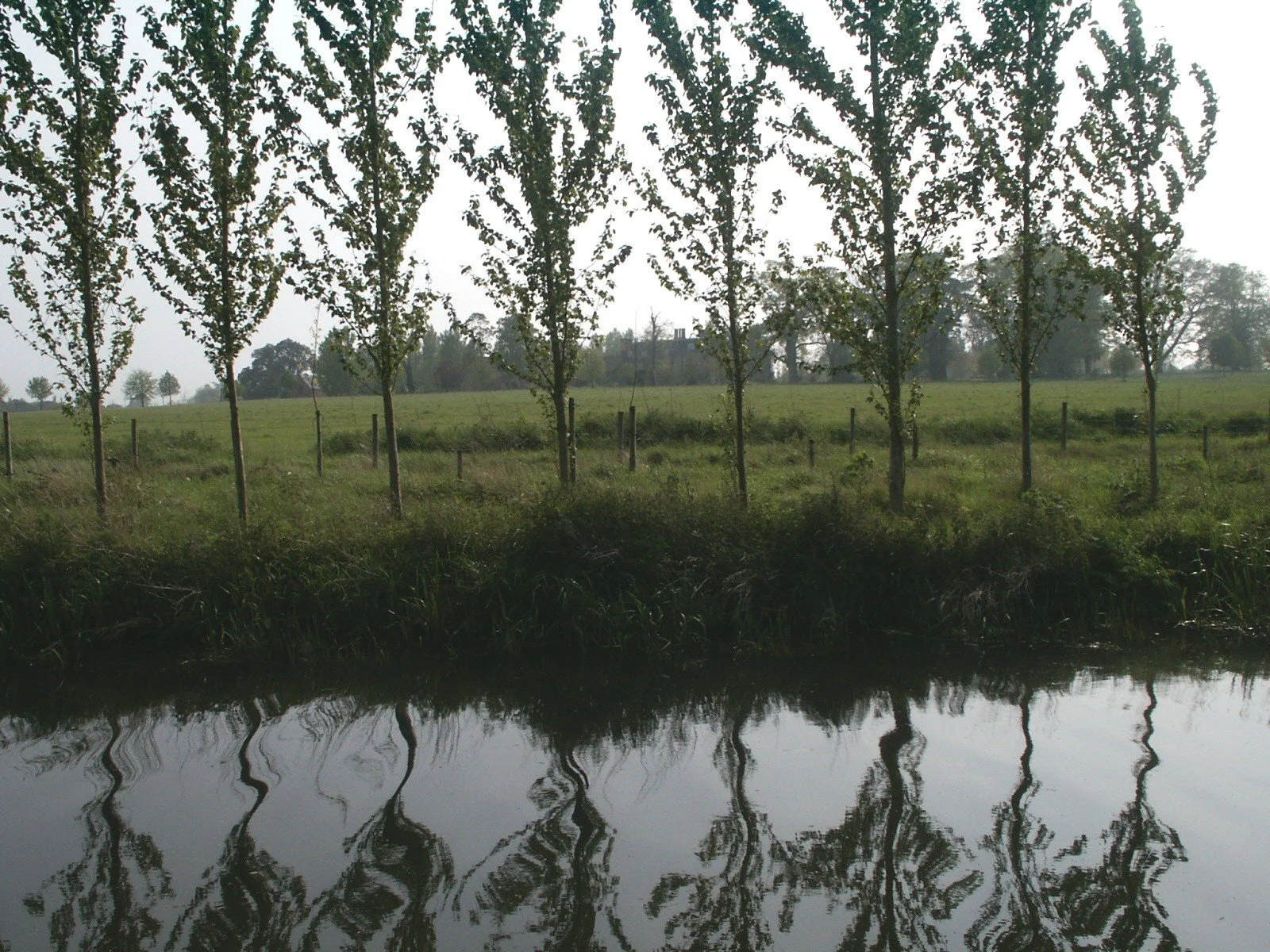 Trees along the Taunton-Bridgwater Canal