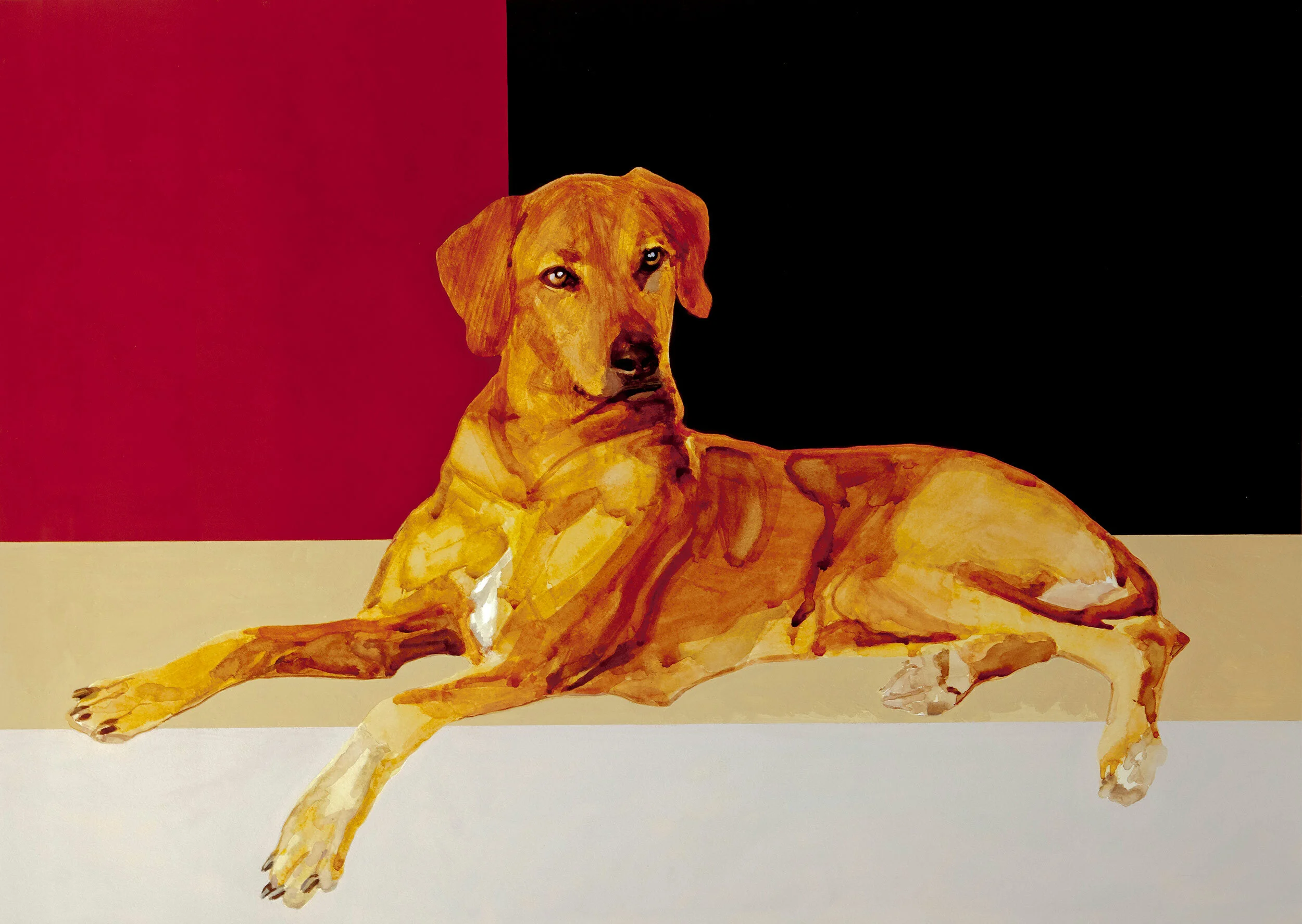   Untitled (Rhodesian Ridgeback)  2010, watercolour and gouache on paper, 20 x 28 in. 