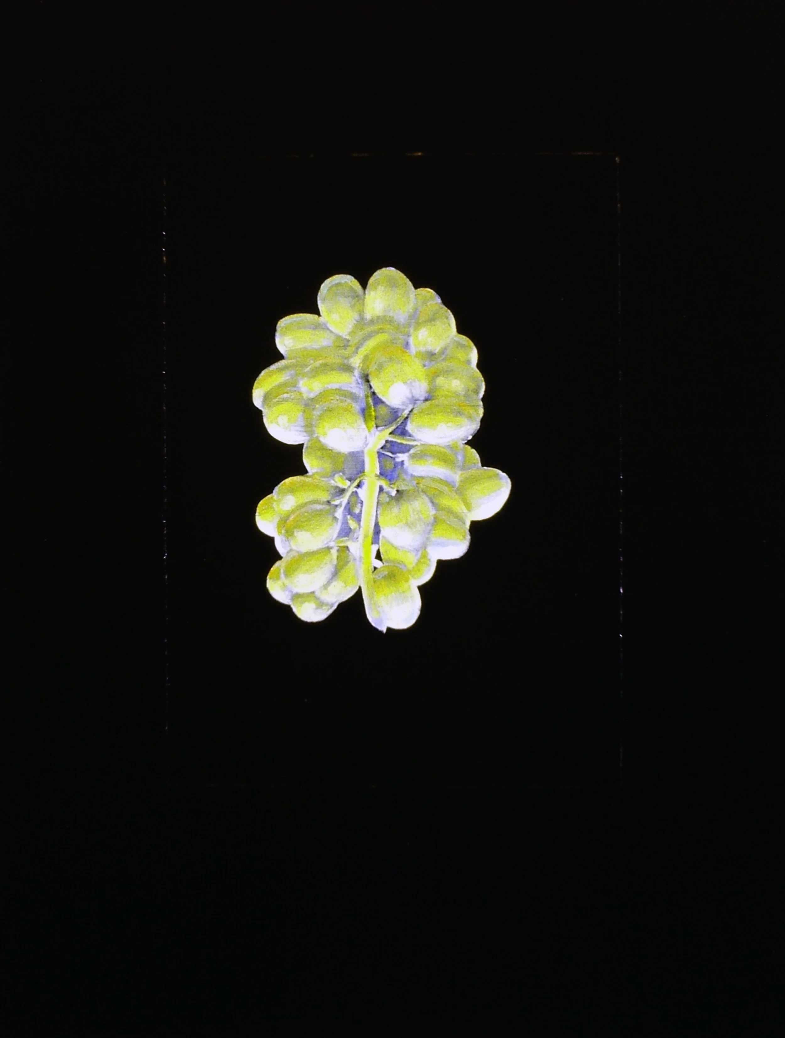   Varieties Colourization (Green)  1988, oil and varnish on wood, 24 × 18 in. 